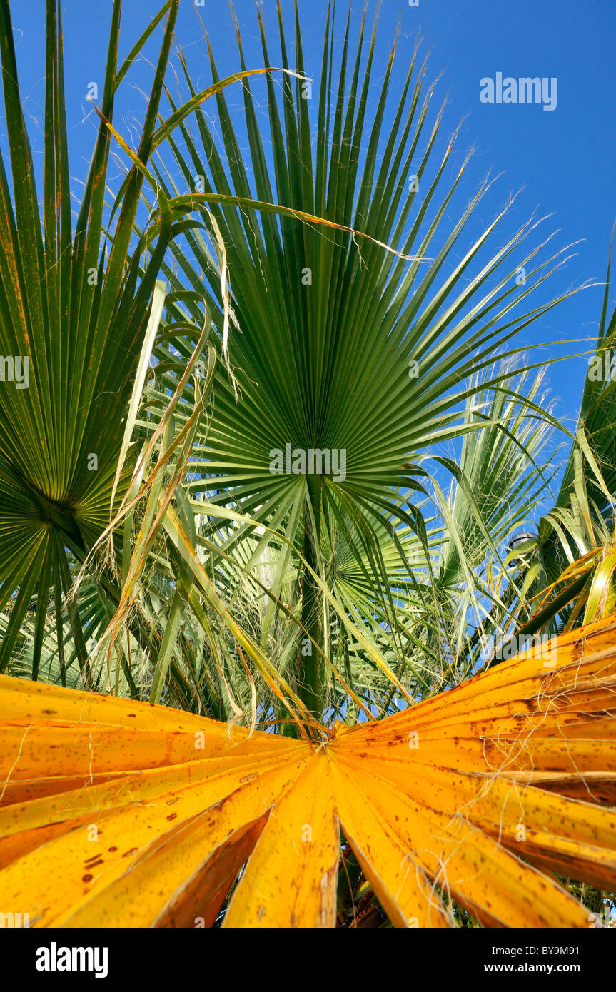 Closeup of green and yellow leaves of palm tree on blue sky background ...