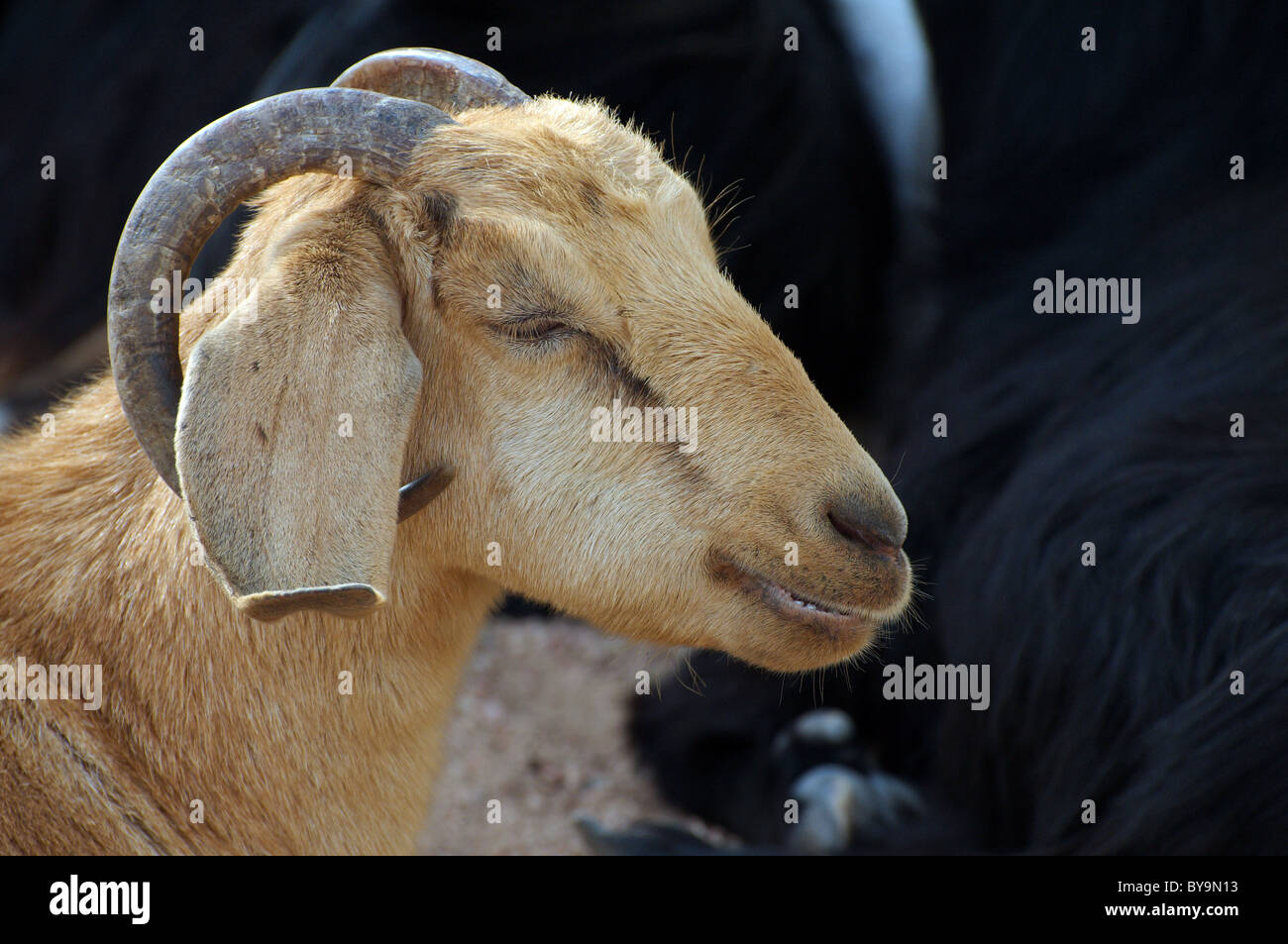 Goat, portrait, Dahab, Egypt, Africa Stock Photo Alamy