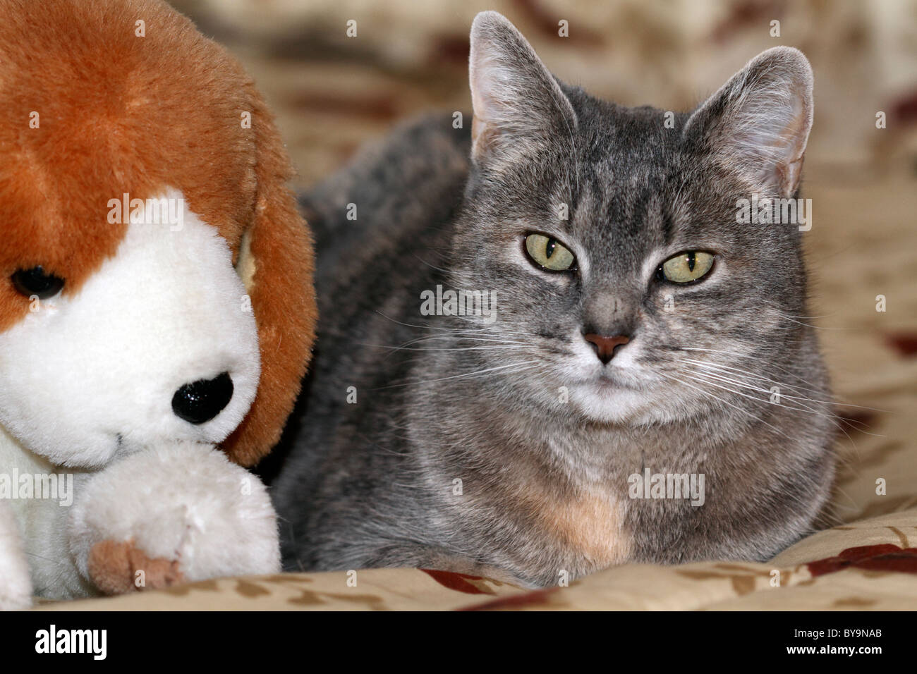A Housecat sitting next to its friend - a stuffed Beagle Dog toy. Photo is of the Photographer's Mother's cat. Stock Photo