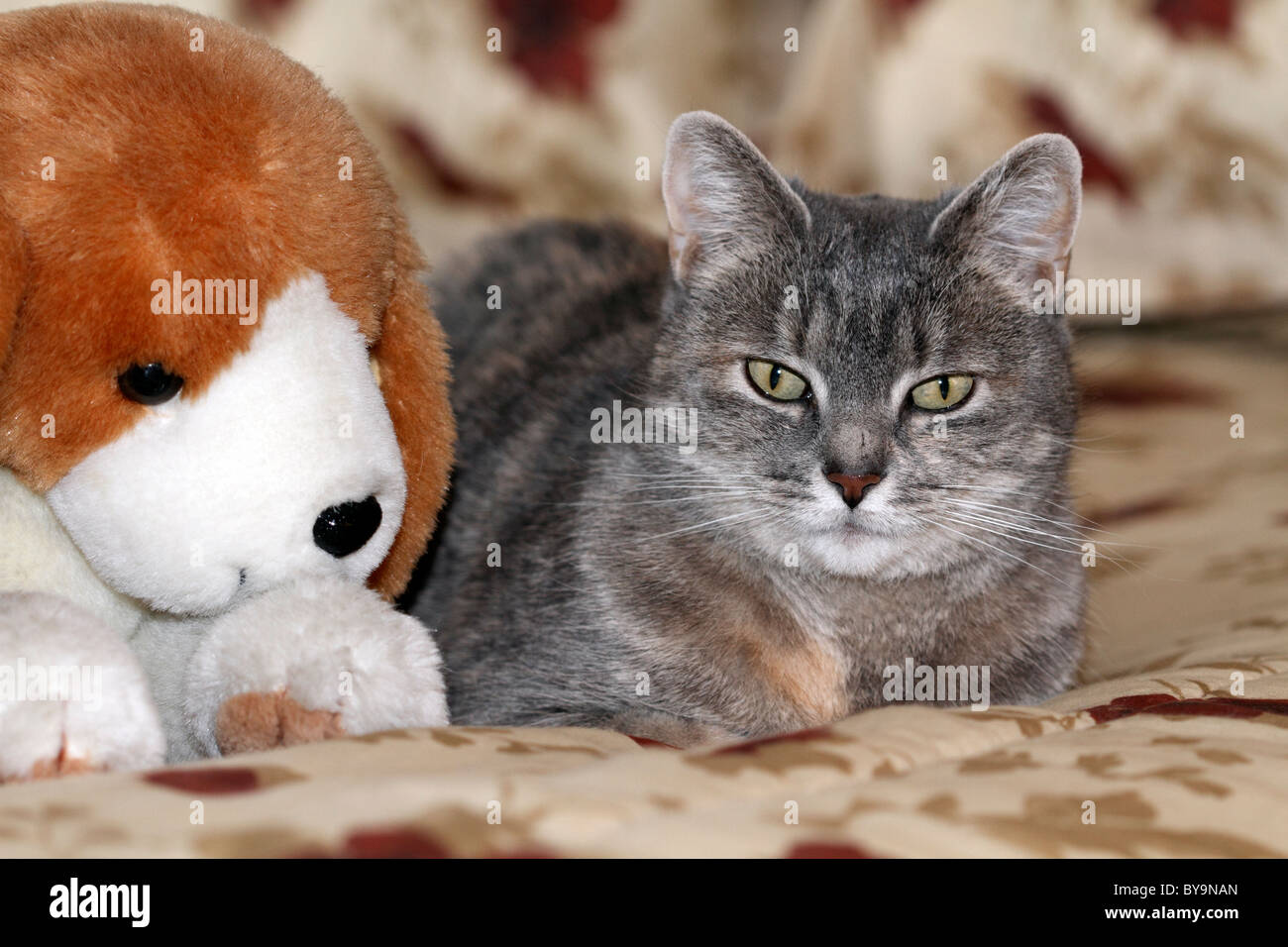 A House Cat sitting next to its friend - a stuffed Beagle Dog toy. Photo is of the Photographer's Mother's cat. Stock Photo