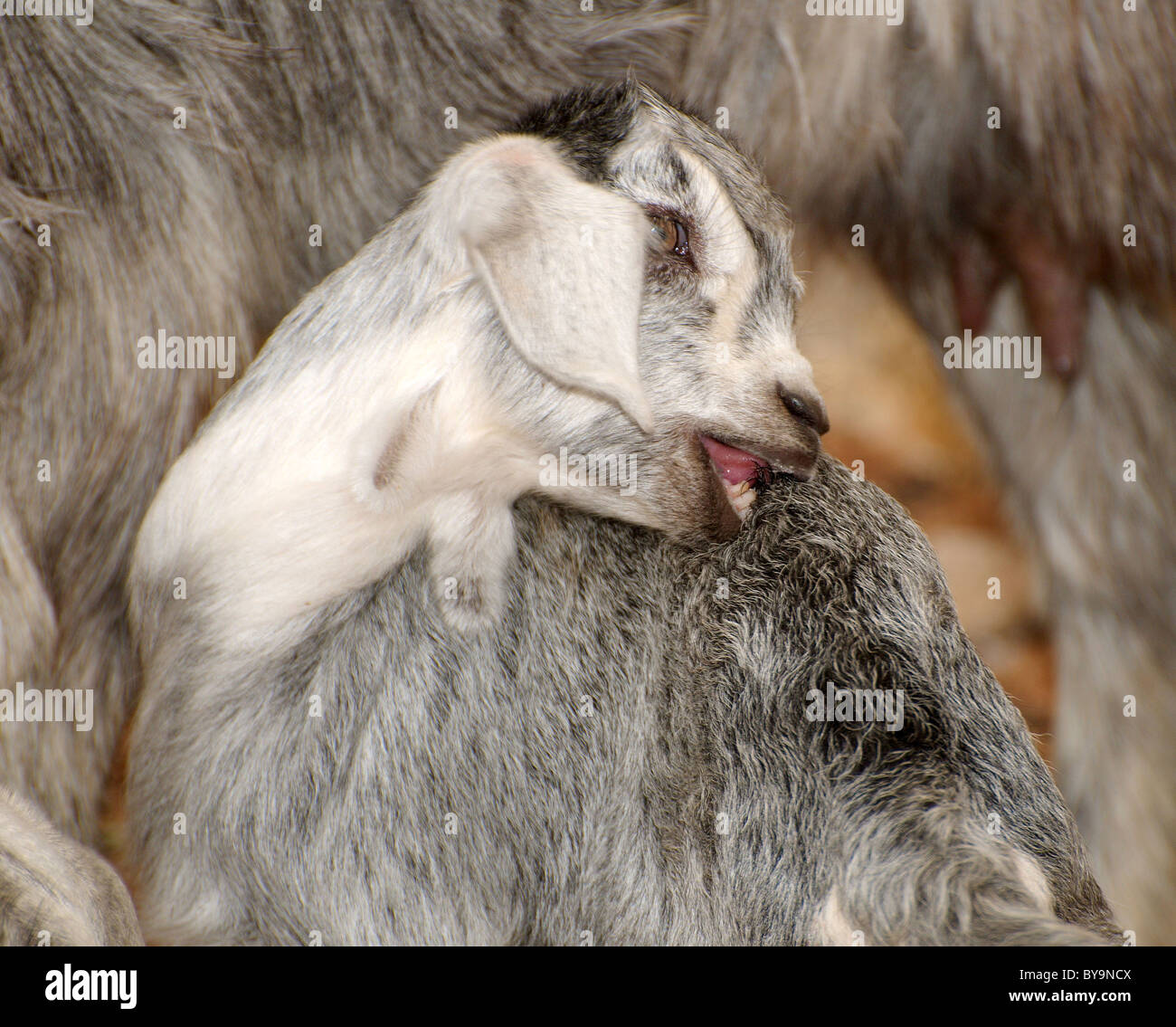 Goat licking its fur, Dahab, Egypt, Africa Stock Photo Alamy