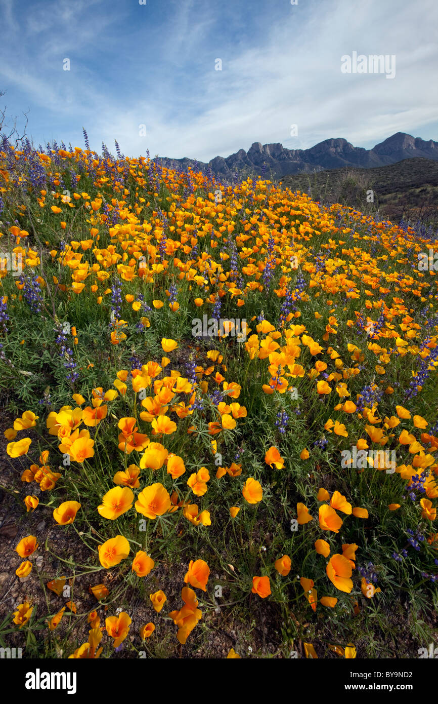 Spring in the Sonoran Desert. Mexican Poppies and Lupin bloom in Catalina State Park, Tucson