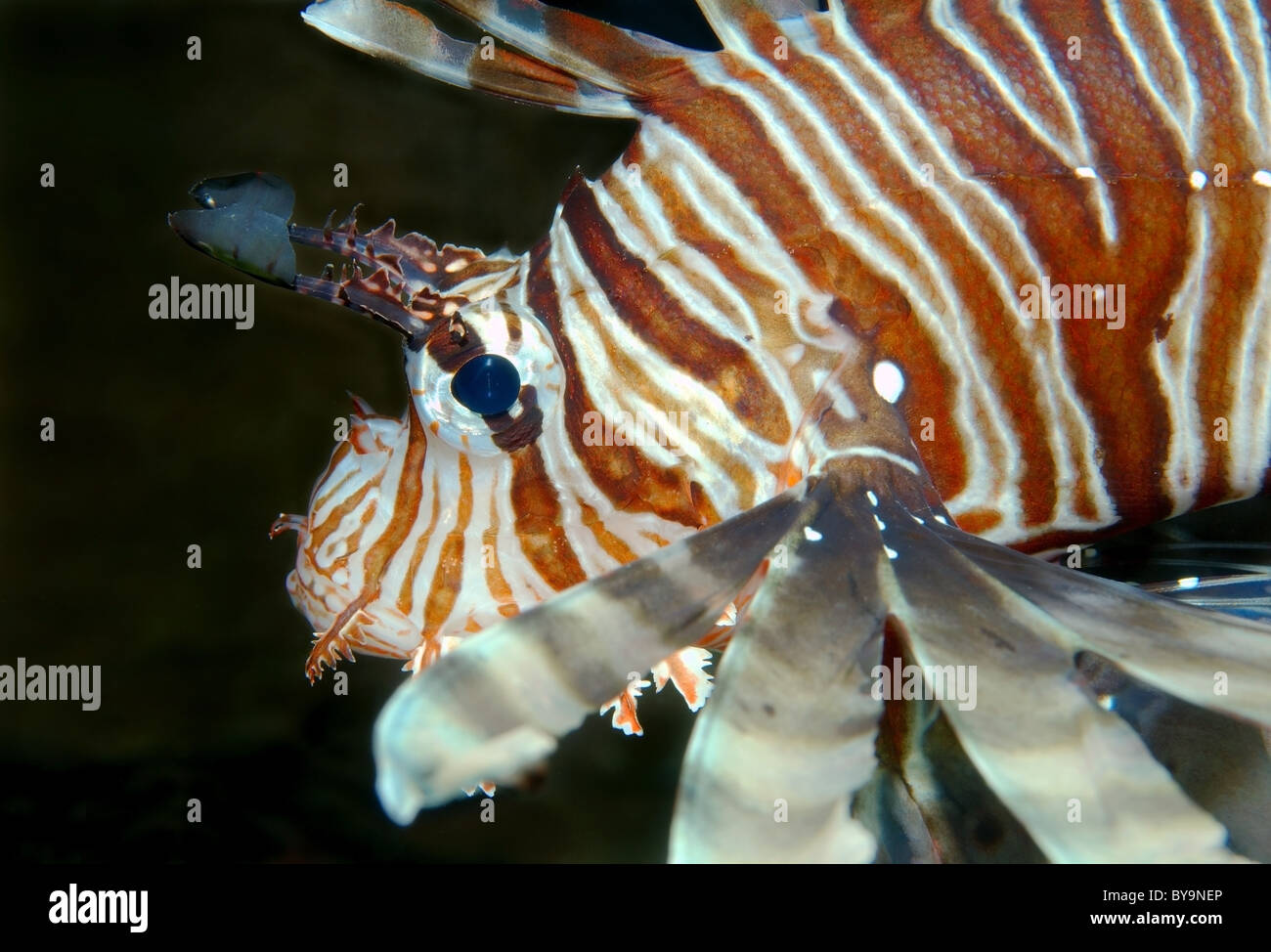 Portrait of lionfish (Pterois volitans) Stock Photo