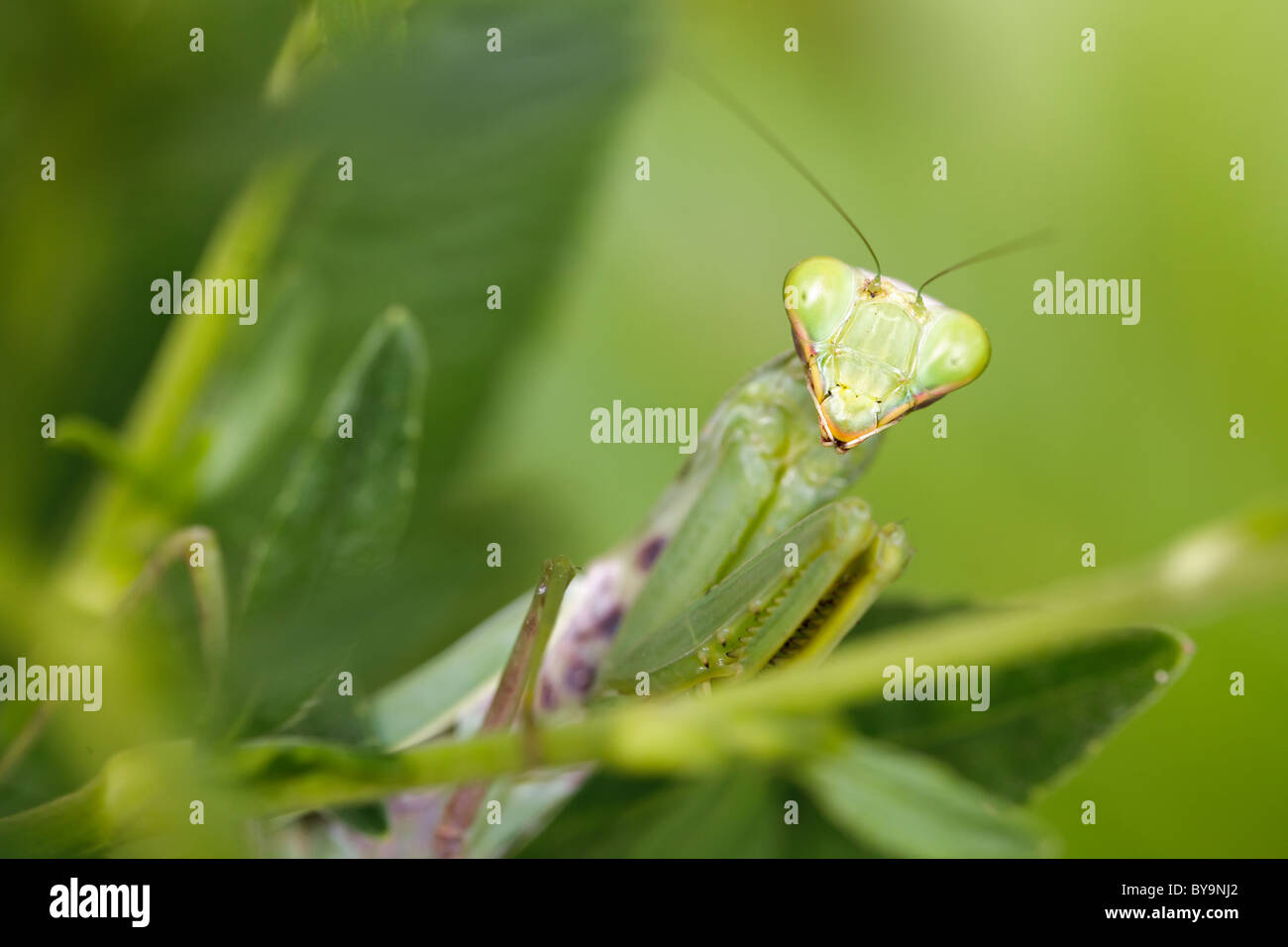 praying mantis in green plants Stock Photo