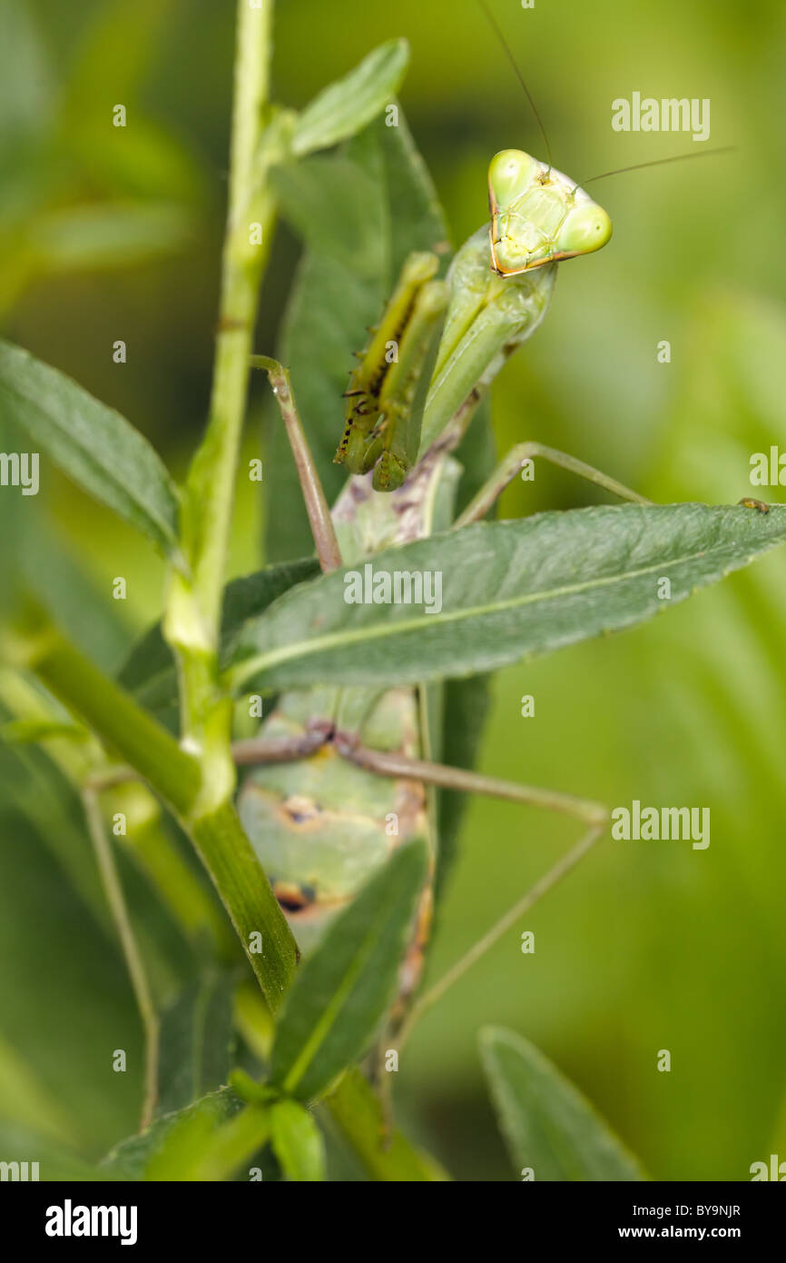 Praying mantis hidden in green plants Stock Photo