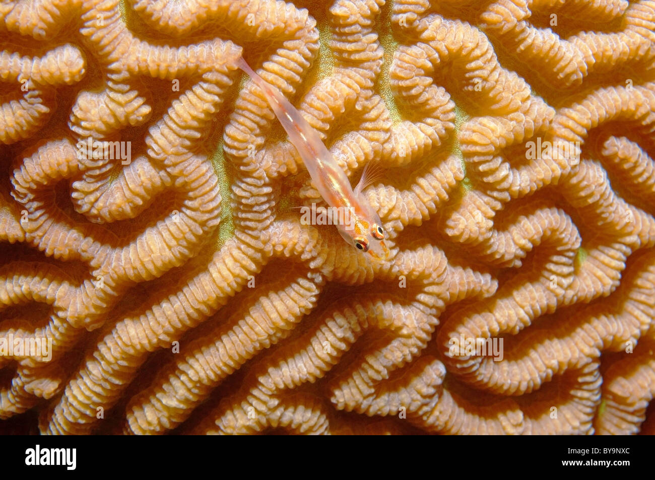 Michels Ghostgoby (Pleurosicya micheli) on on Brain Coral (Platygyra lamellina) Stock Photo