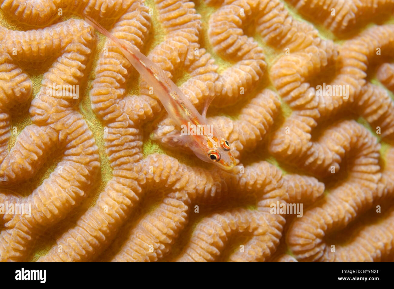 Michels Ghostgoby (Pleurosicya micheli) on on Brain Coral (Platygyra lamellina) Stock Photo