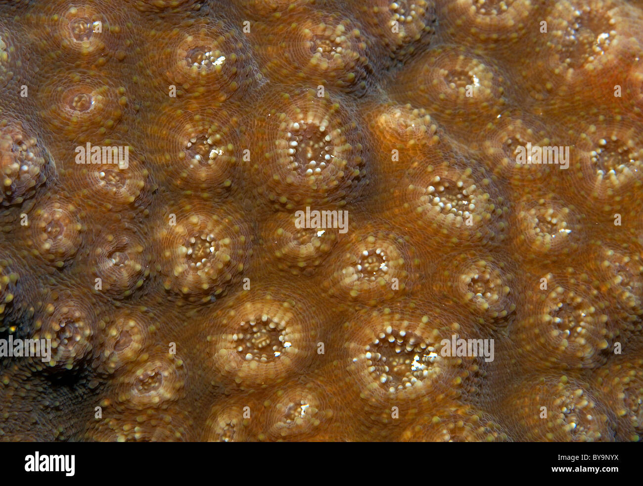 Structure of coral reef Stock Photo