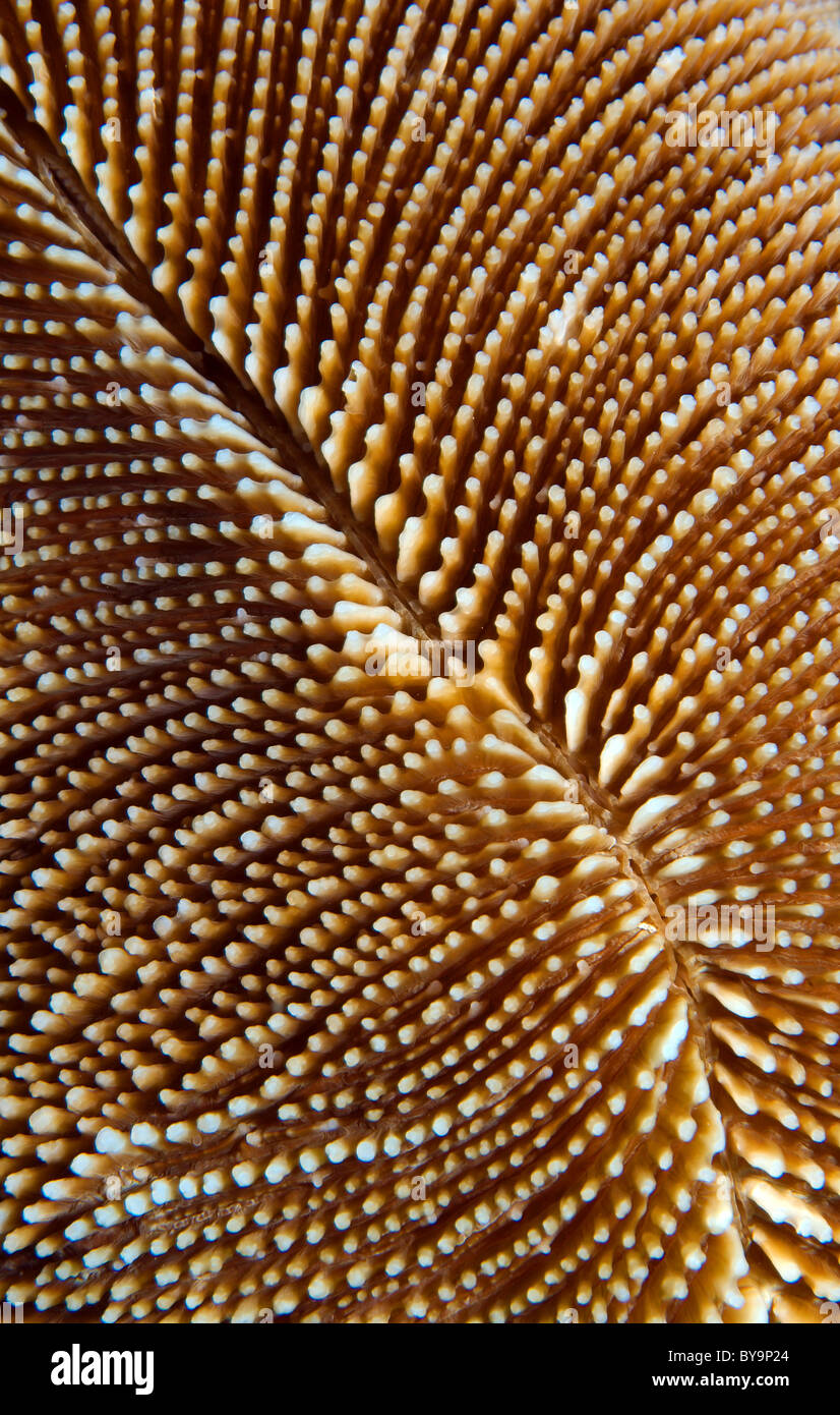 Structure of coral reef Stock Photo - Alamy