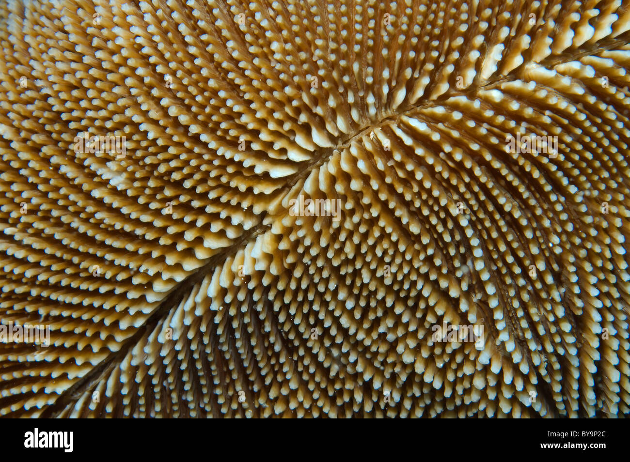 Structure of coral reef Stock Photo