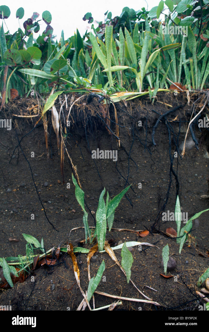 Black Rocks St Kitts Soil Erosion By Crops Stock Photo