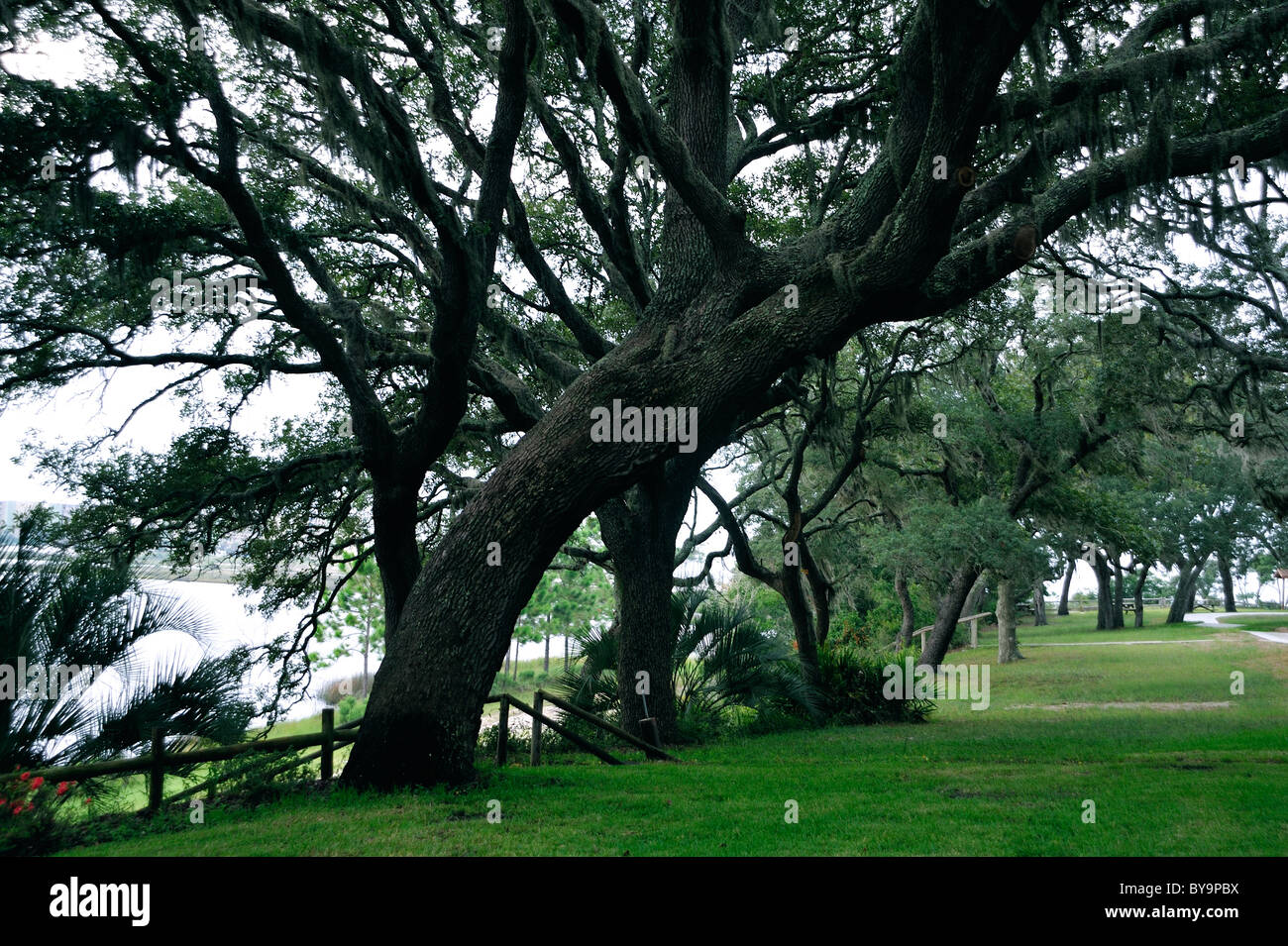 Live oak tree branch hires stock photography and images Alamy