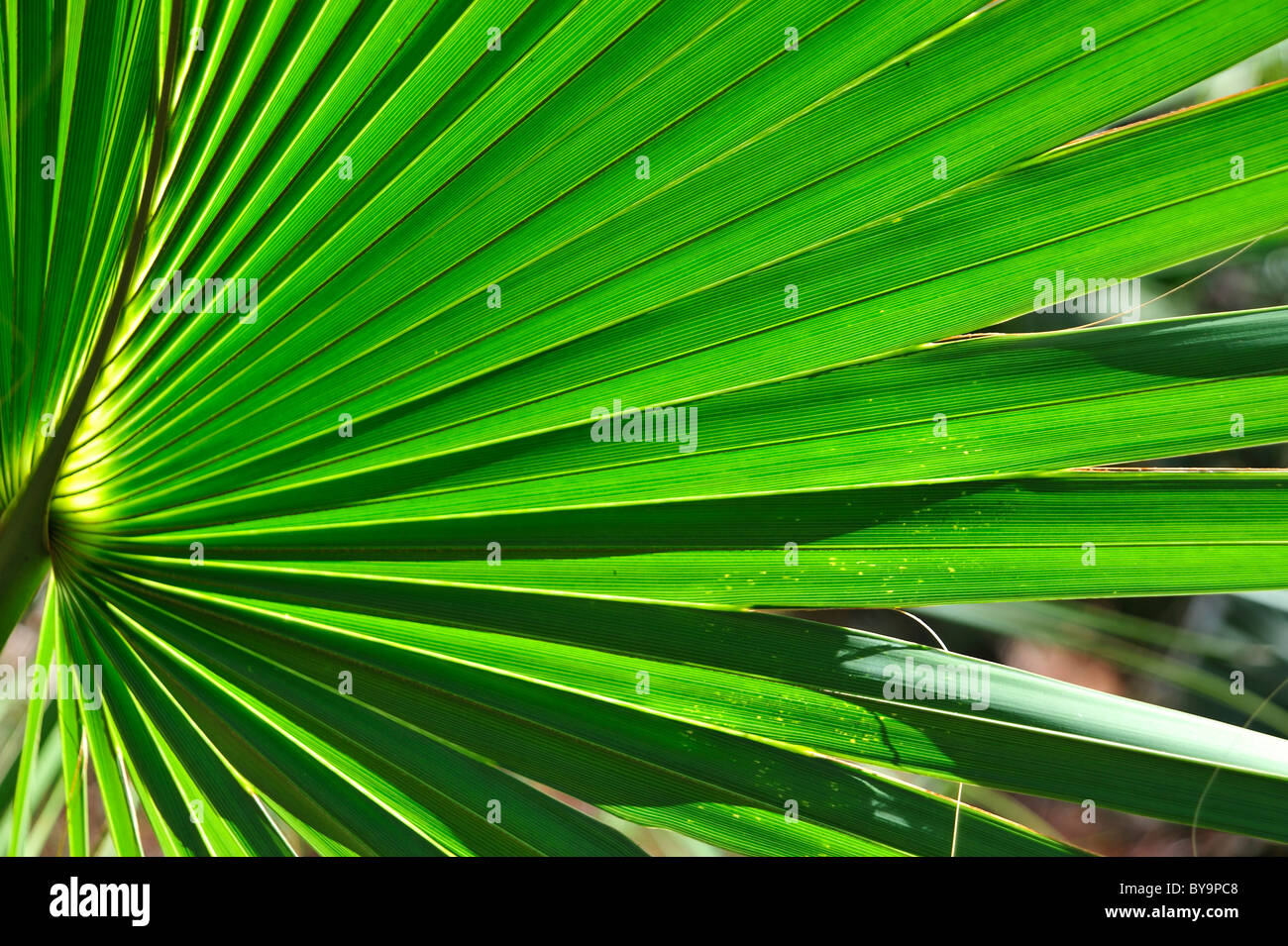 Sabal Palm leaves create strong patterns Stock Photo