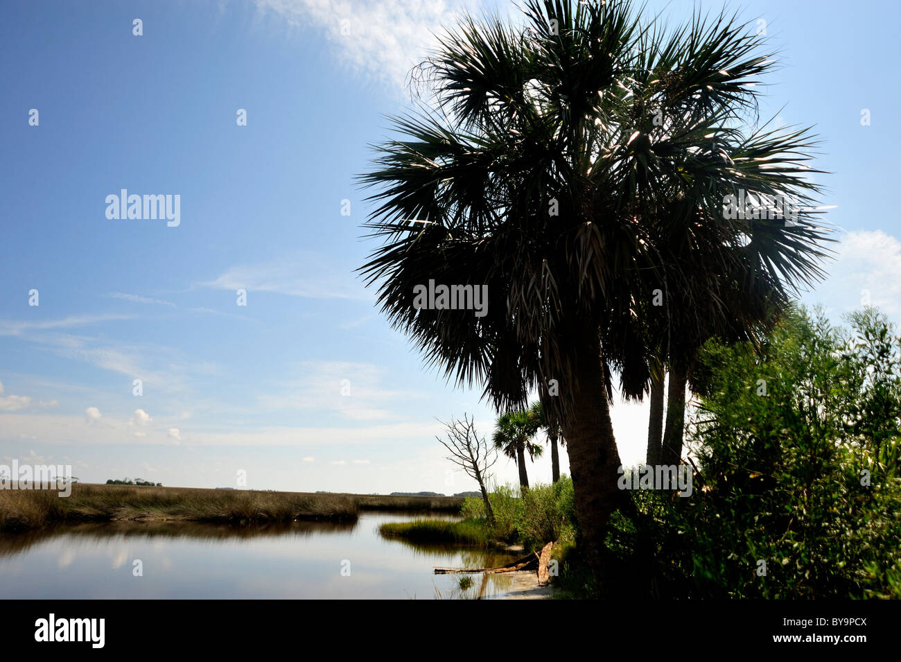 Sable palms, also known as Cabbage palms or Pamettos, are indigenous to the southern  US coastlines Stock Photo