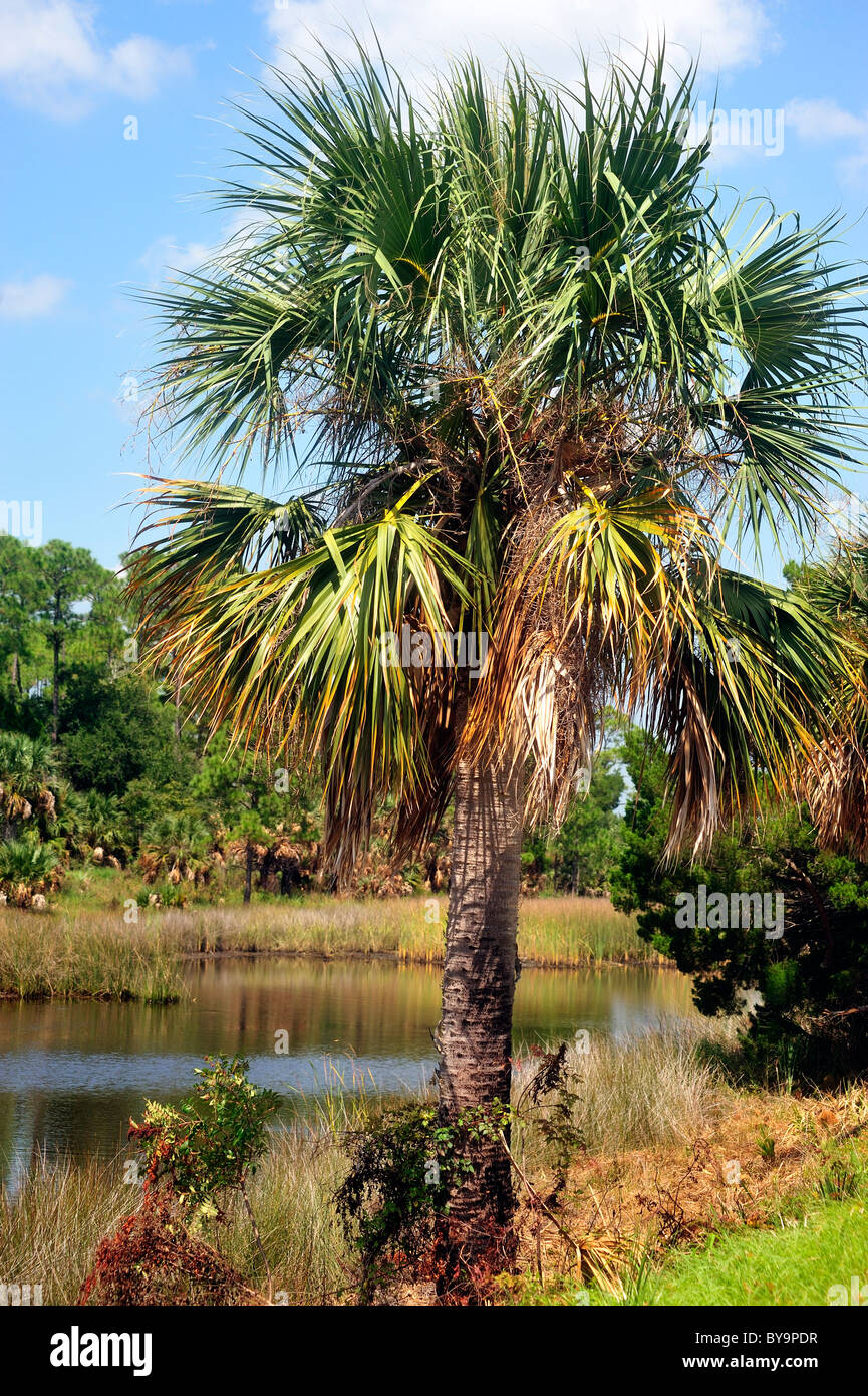 Sable palms, also known as Cabbage palms or Palmettos, are indigenous to the southern  US coastlines Stock Photo