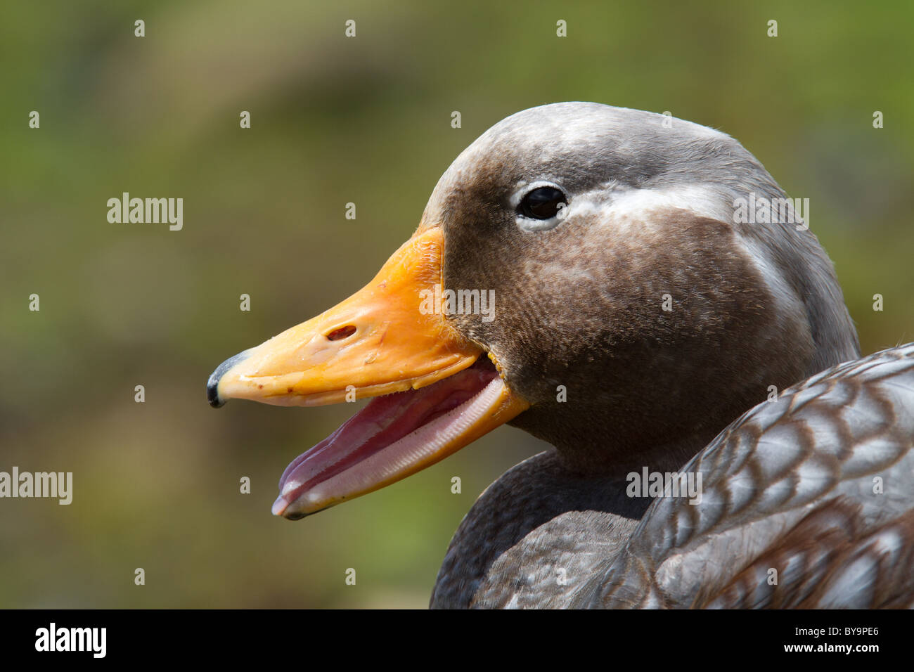 Male Falkland Islands Flightless Steamer Duck (Tachyeres brachypterus