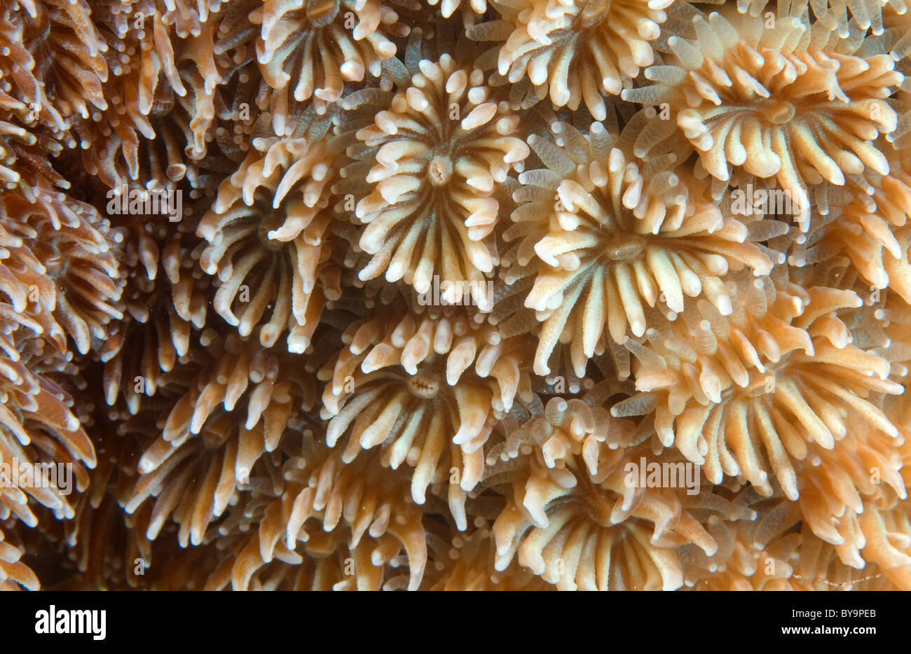 Closeup of texture coral reef Stock Photo