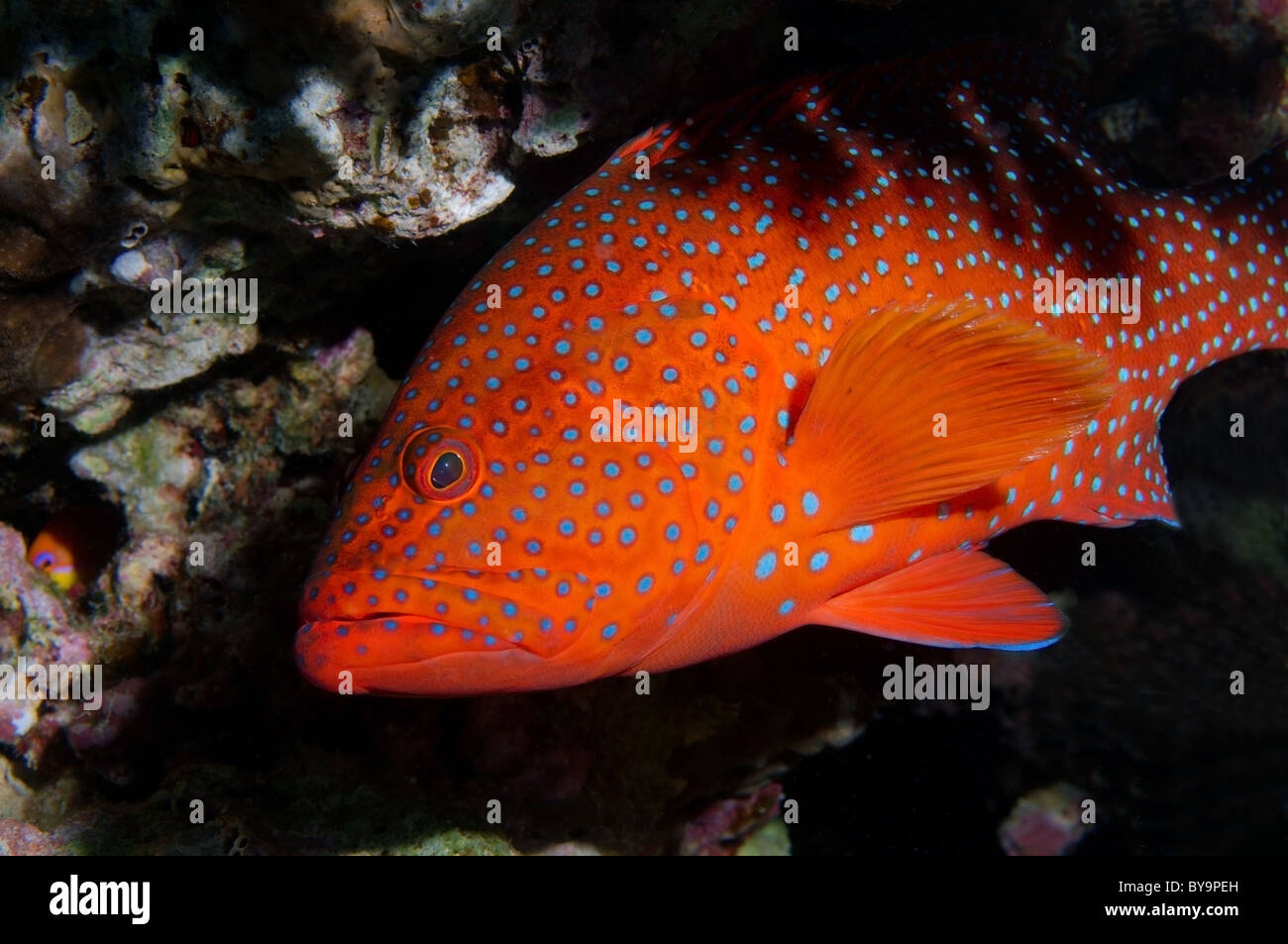 Barcheek coral trout hires stock photography and images Alamy