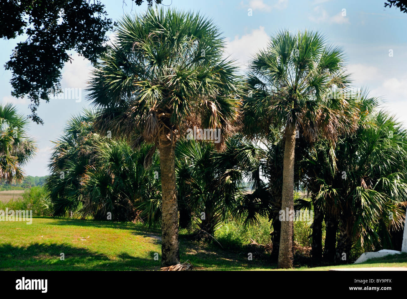 Native palm trees cluster along the edge of a brackish pond in St. Marks Wildlife refuge in