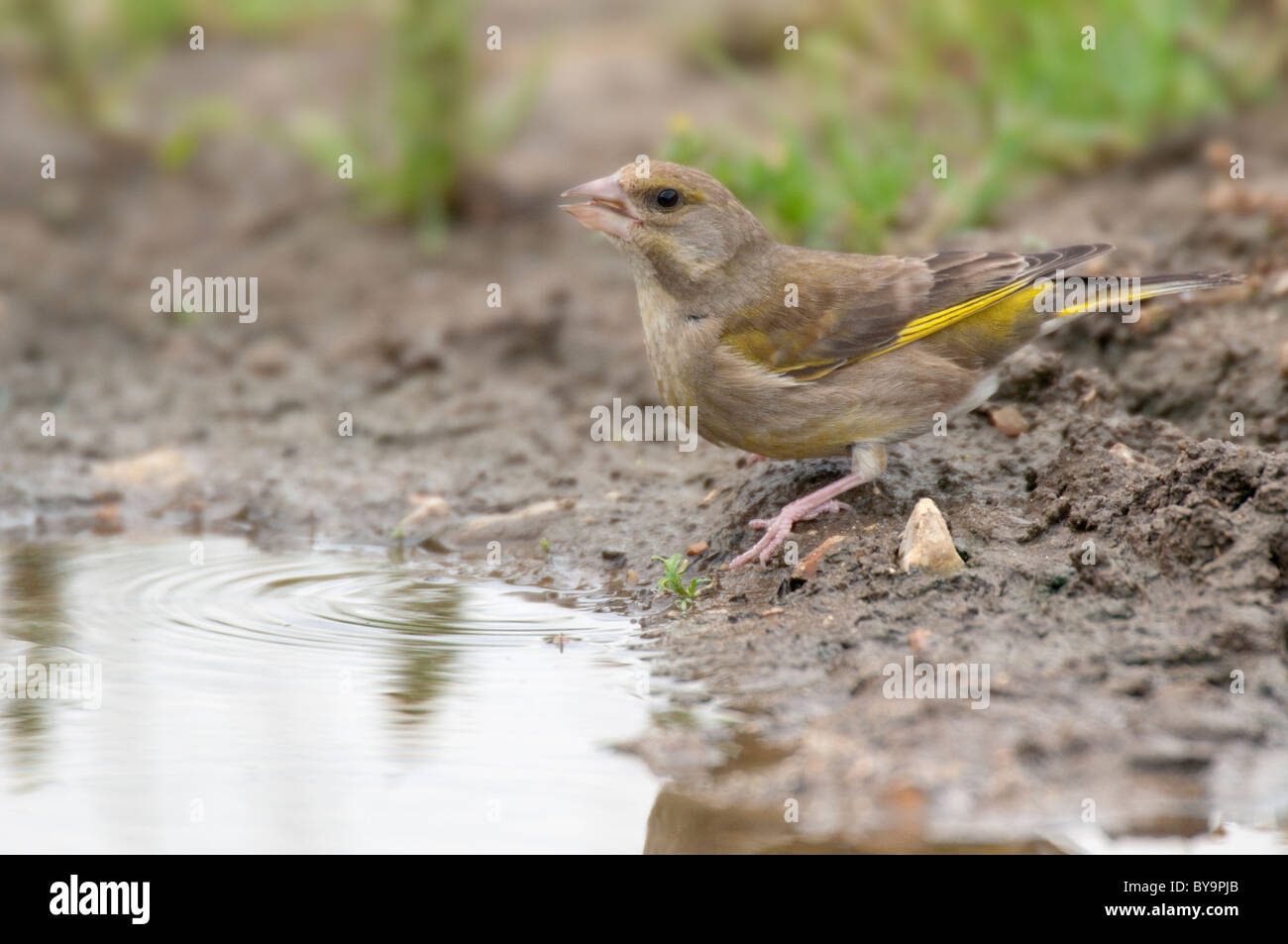 Greenfinch (Carduelischloris) drinking from roadside pool. Stock Photo