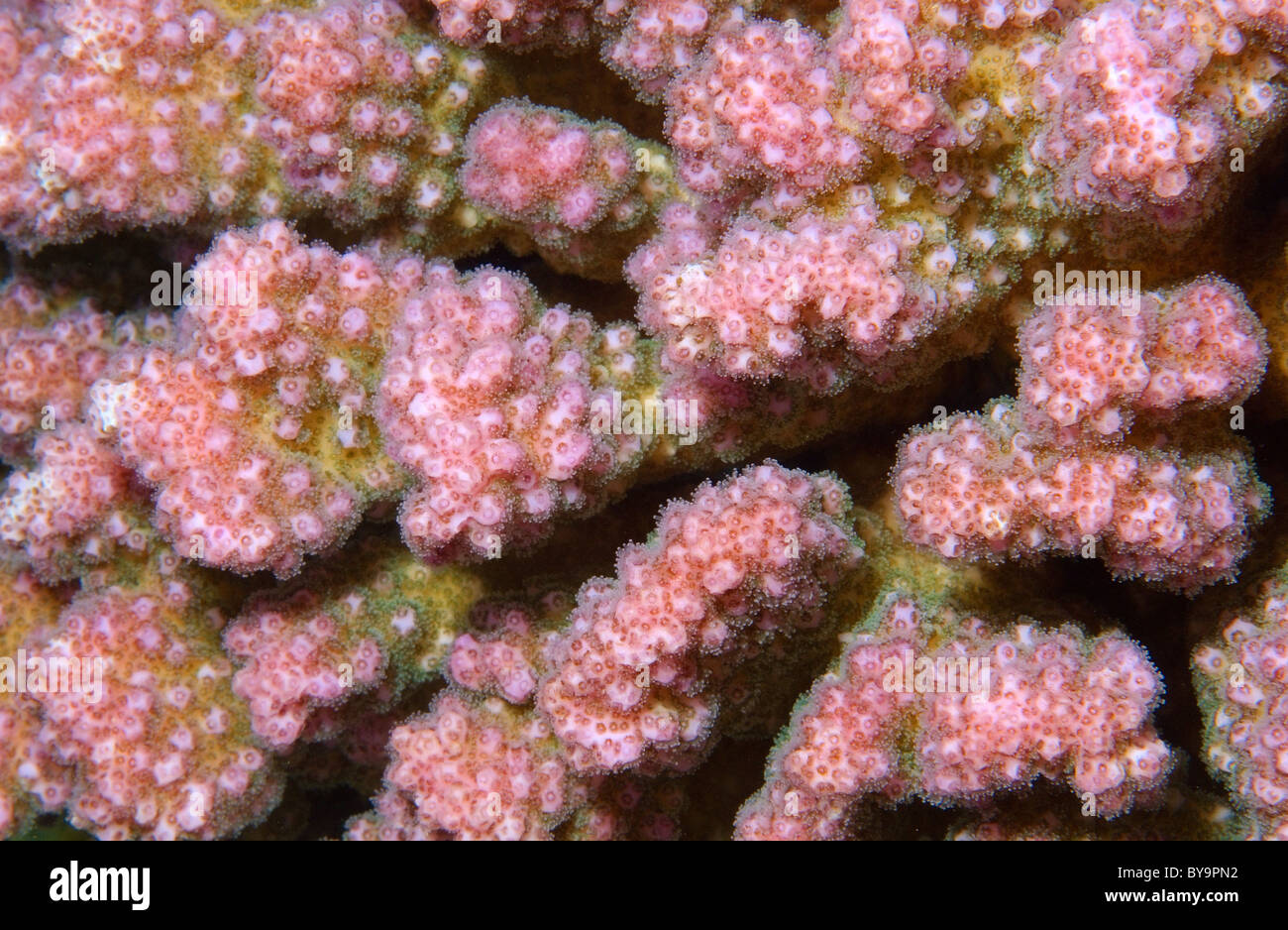 Ea Shells Coral Texture Close Up Closeup of texture coral reef Stock Photo - Alamy