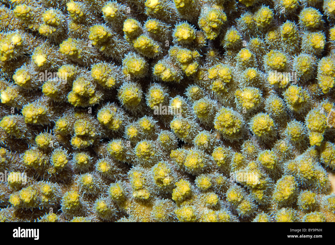 Ea Shells Coral Texture Close Up Closeup of texture coral reef Stock Photo - Alamy