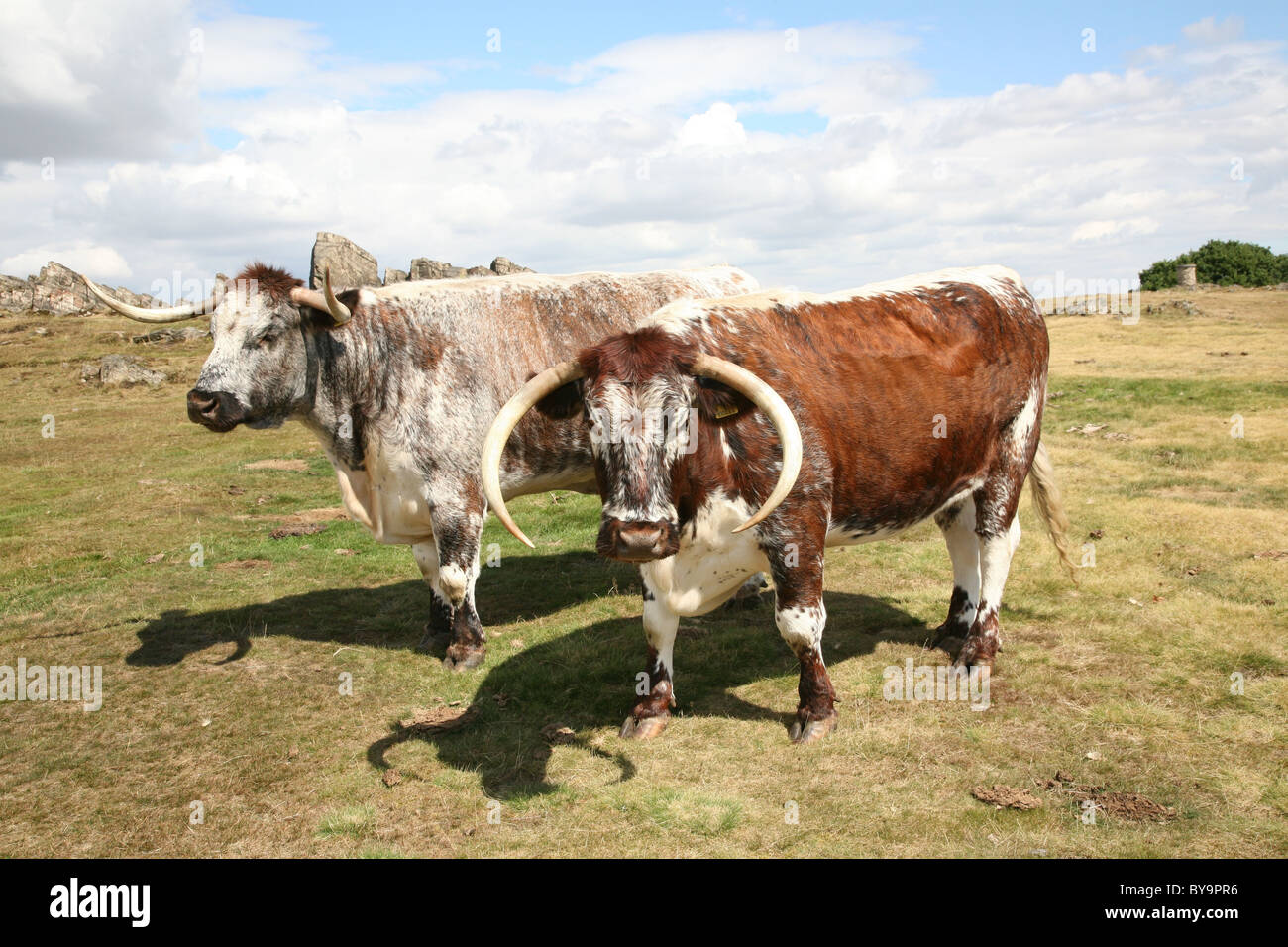 Long Horned Cattle At Beacon Hill Country Park Leicestershire Stock Photo Alamy