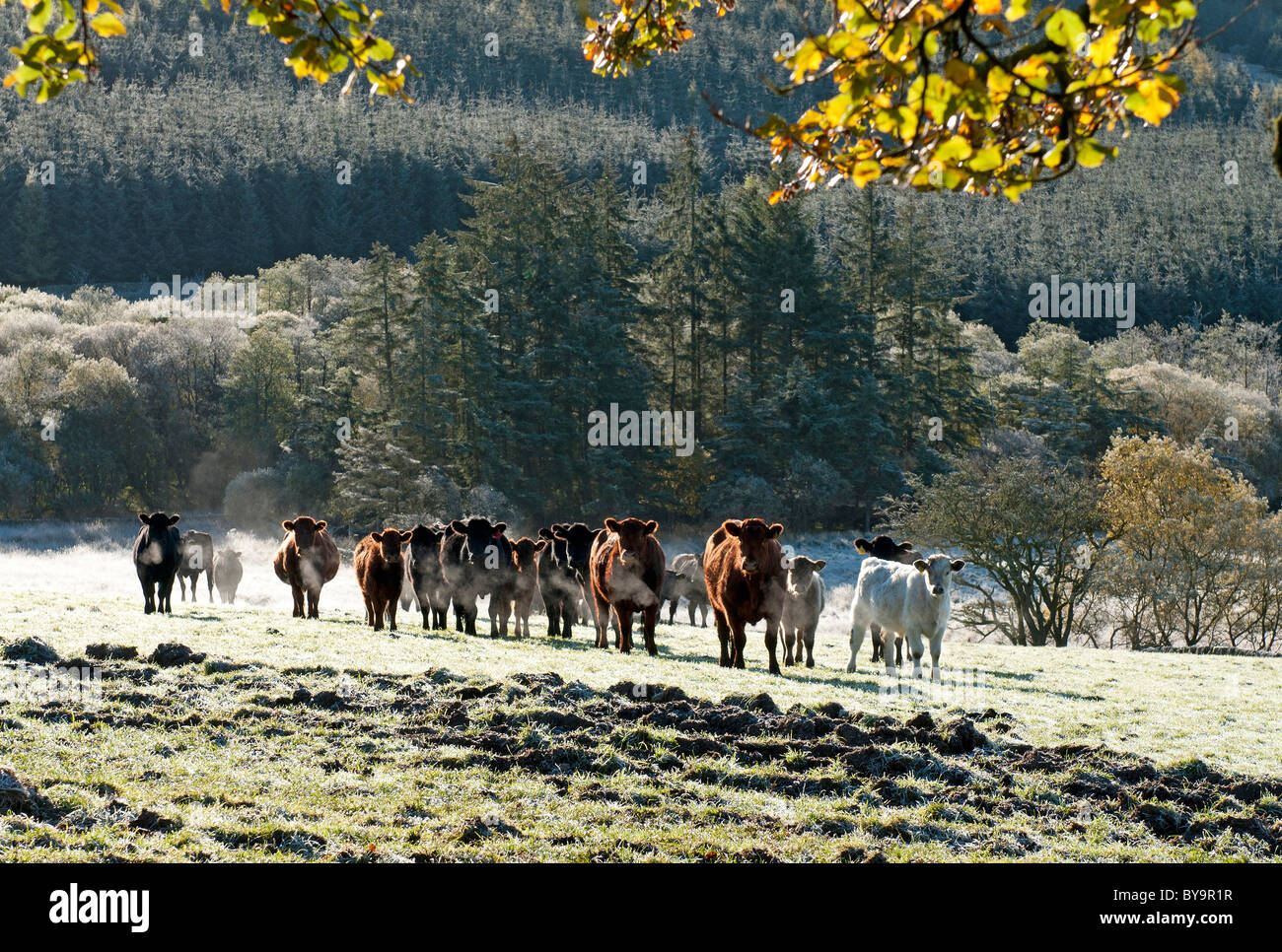 Beef cattle at Parton, Kirkcudbrightshire Stock Photo