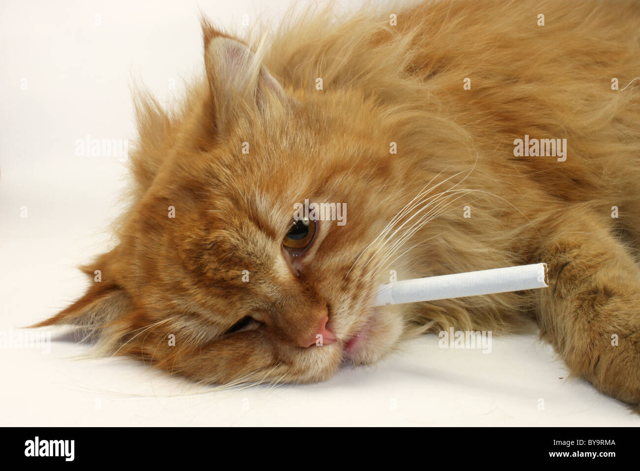 cigarette game online A question for RGG Online players: What exactly do you like in this game?  Besides the story of course. : r/yakuzagames