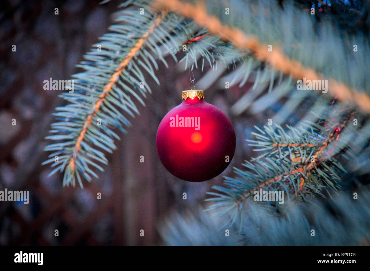 glass christmas ornament hanging from pine tree branch Stock Photo