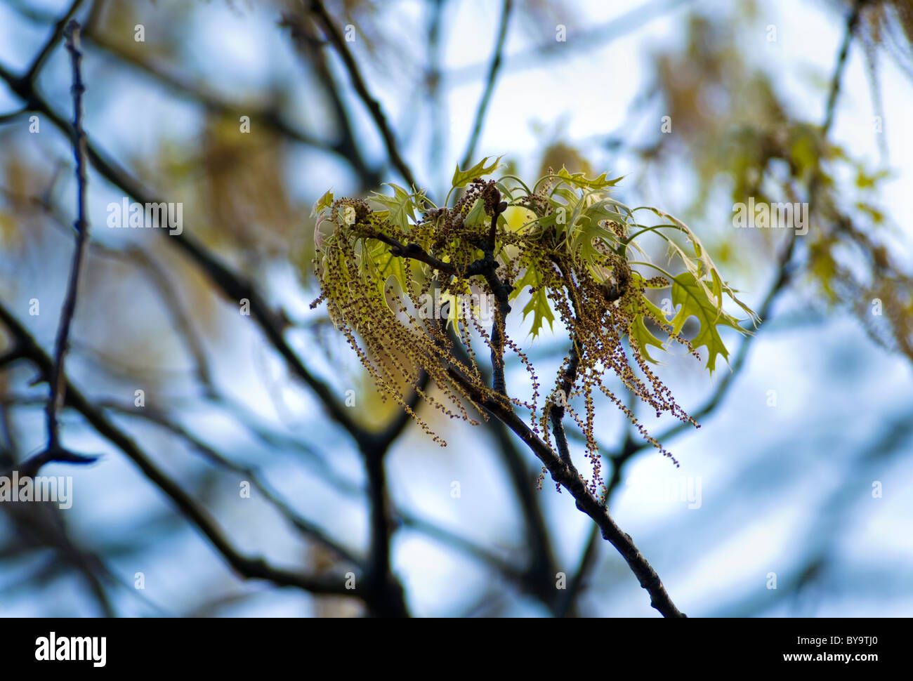 Oak Pollen hanging from an oak tree Stock Photo Alamy