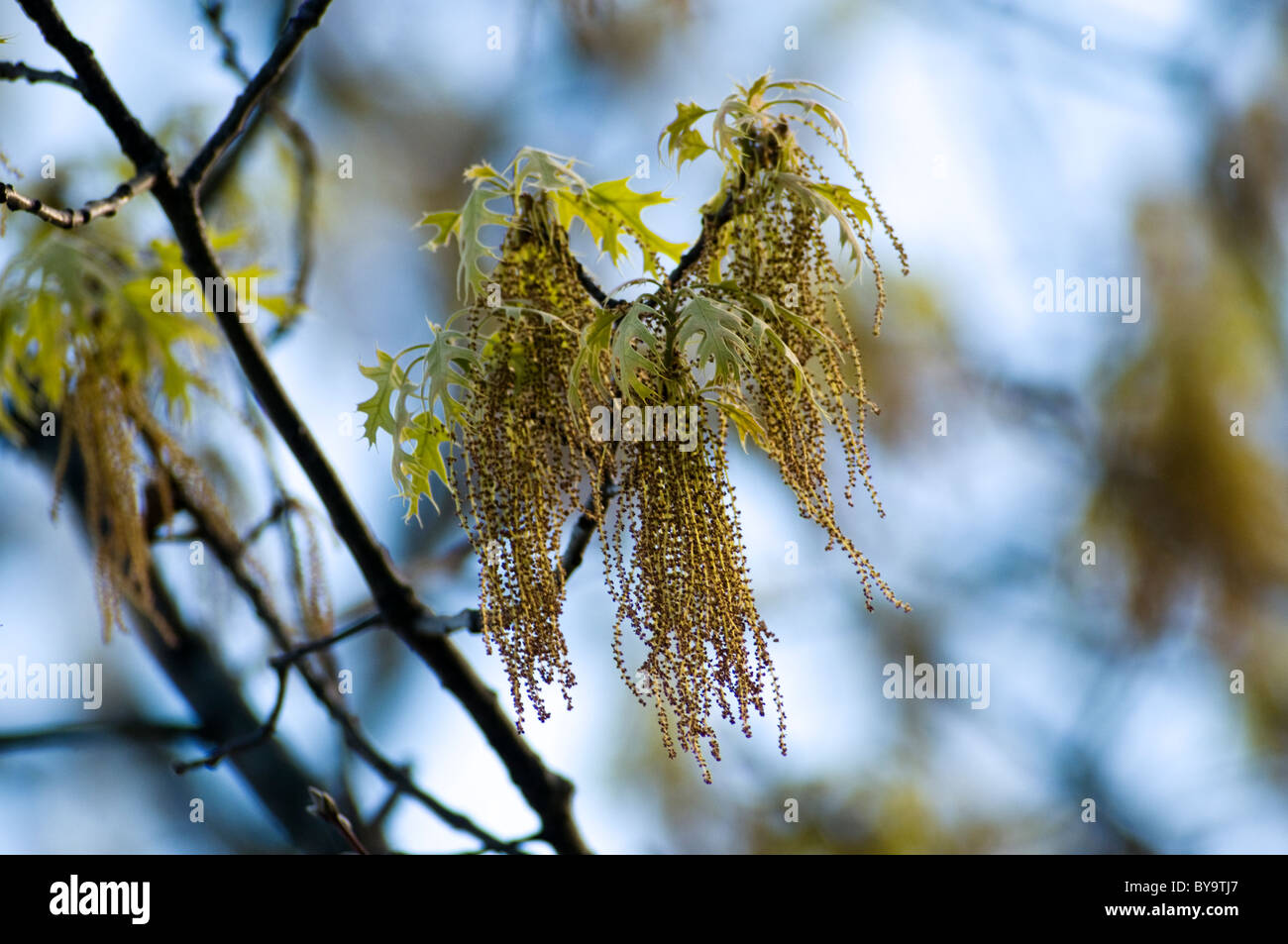 Oak tree catkins hires stock photography and images Alamy