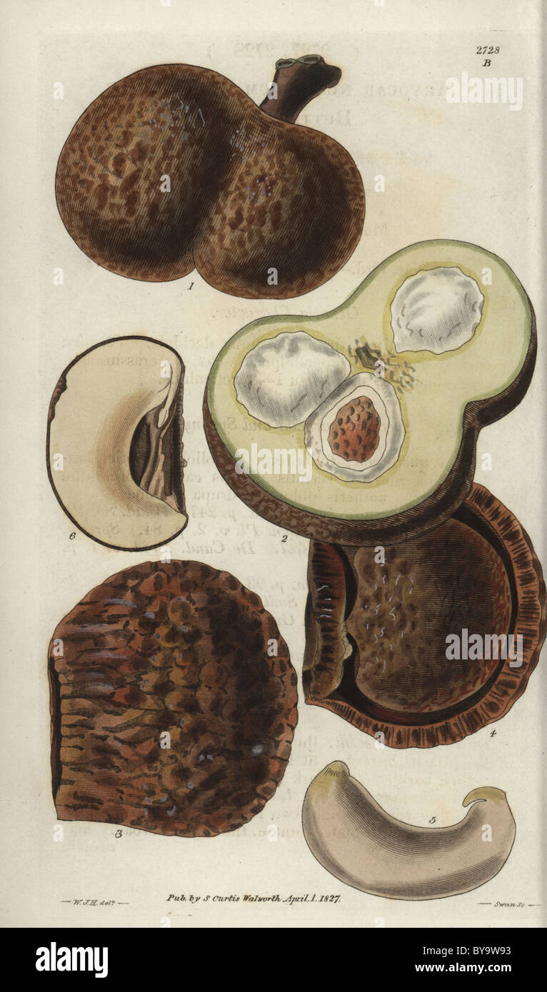 Caryocar nuciferum Fruits of the Souari, Pekea-nut or butter-nut tree. Stock Photo