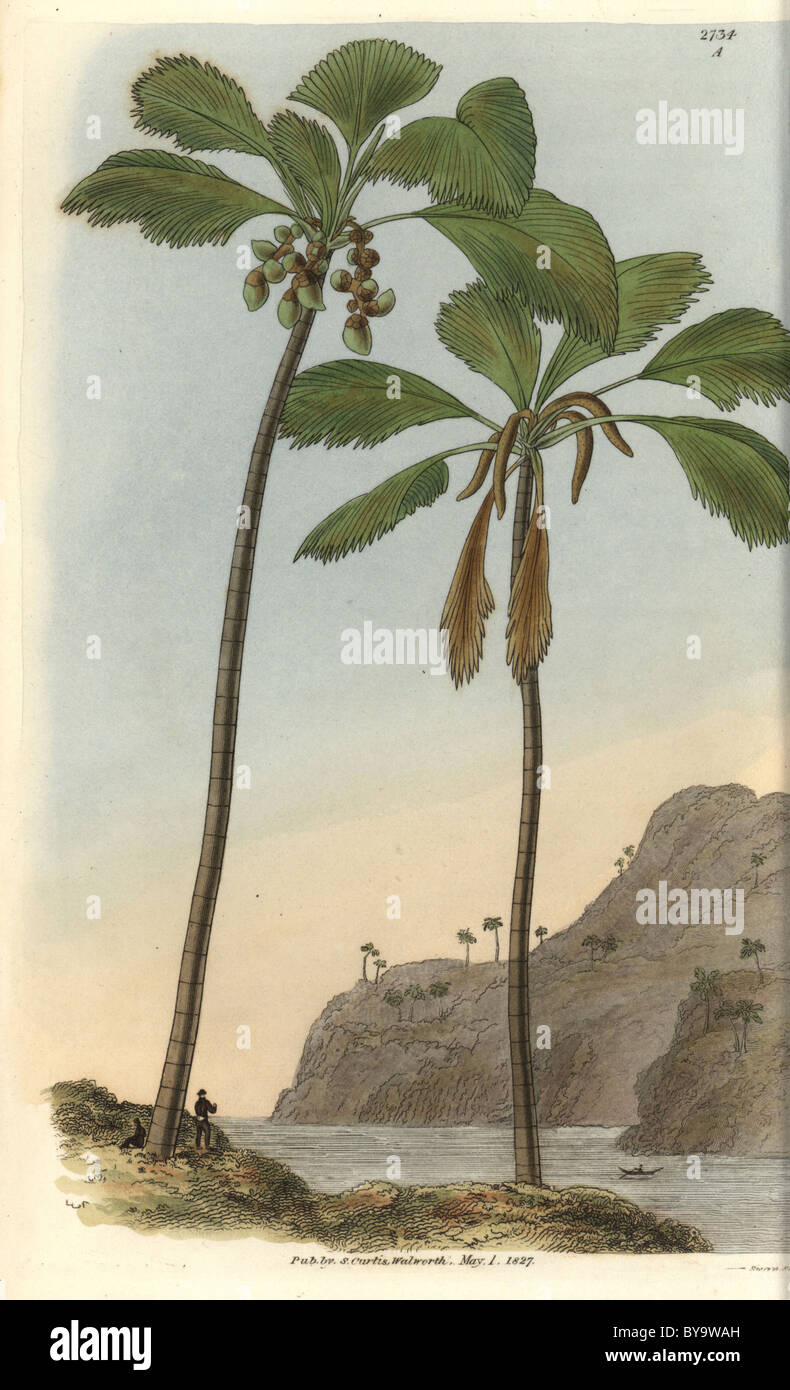 Double coconut palm tree or Seychelles-Island cocoa-nut Stock Photo