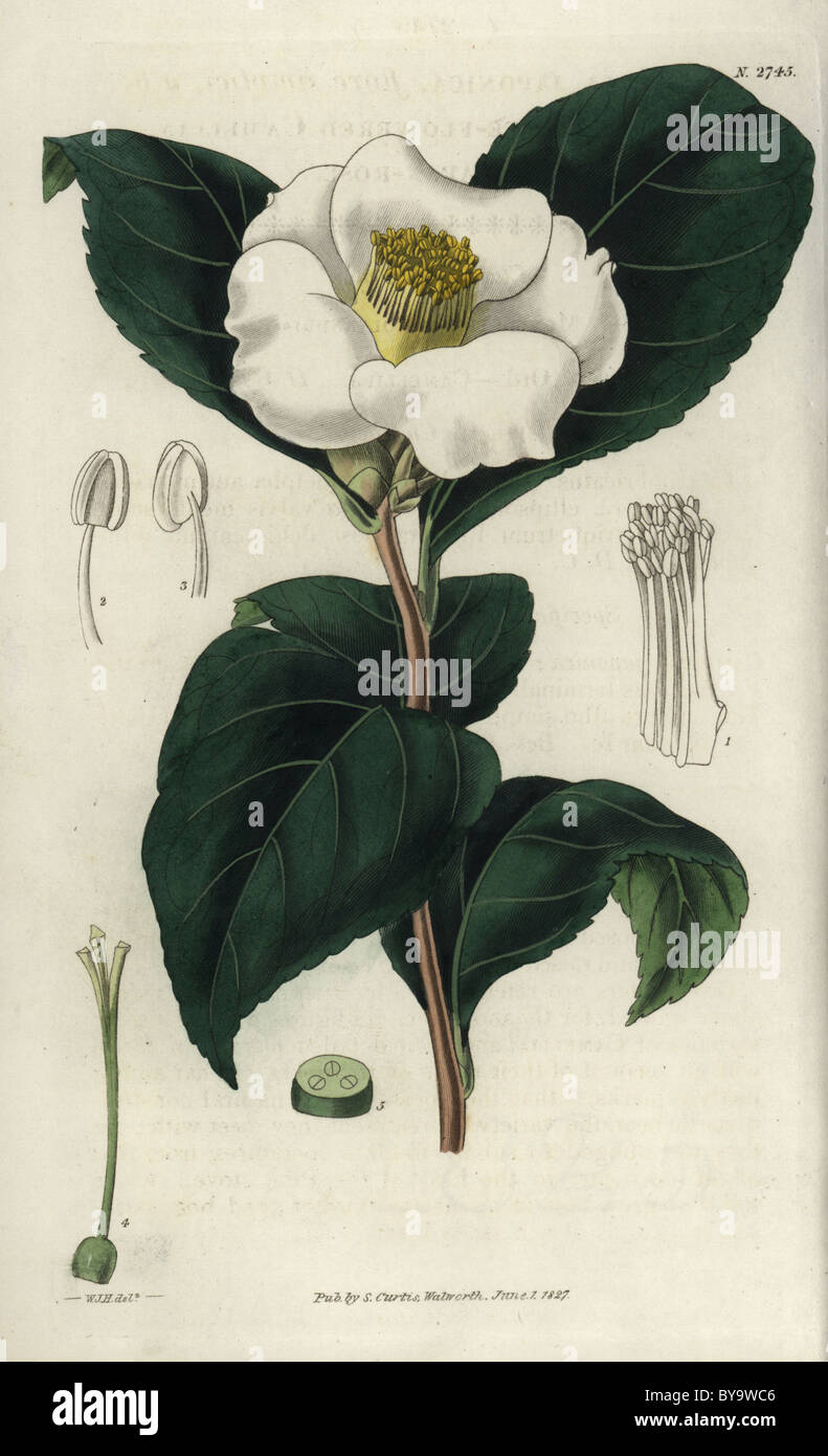 Camellia japonica white flower hi-res stock photography and images - Alamy