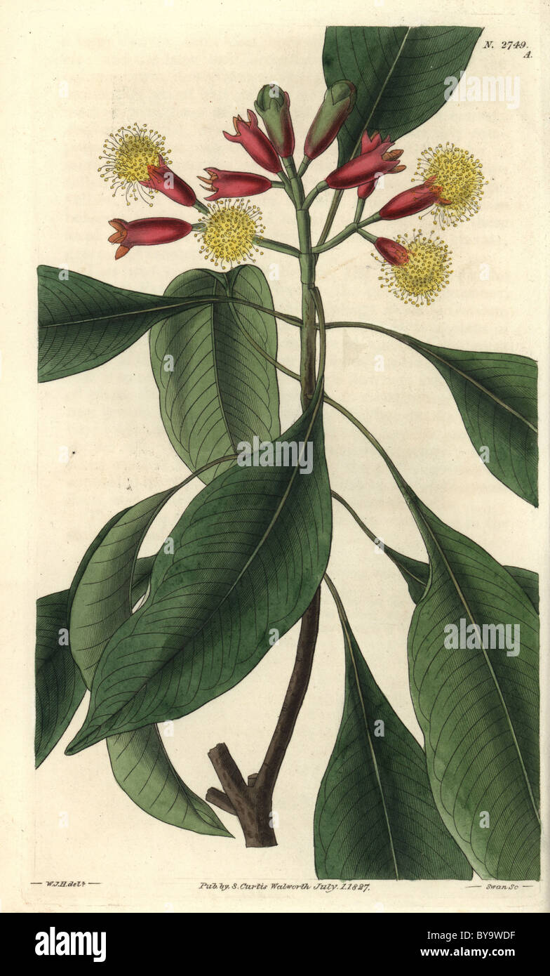 Caryophyllus aromaticus or Syzygium aromaticum, Clove spice Stock Photo