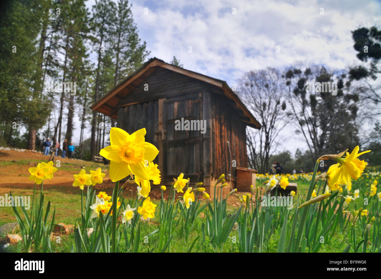 daffodil field and shack Stock Photo Alamy