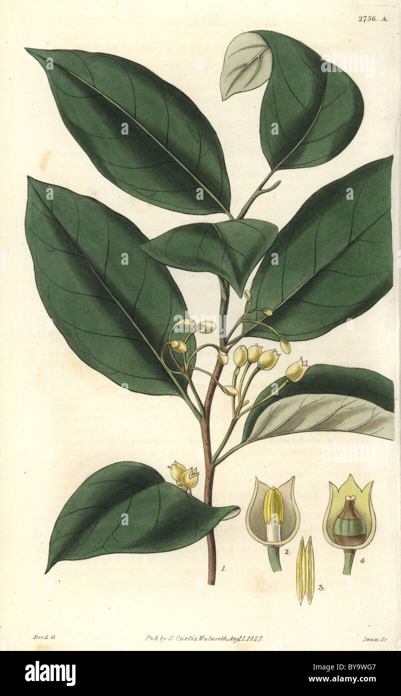 Myristica officinalis or Myristica fragrans Aromatic, or the true