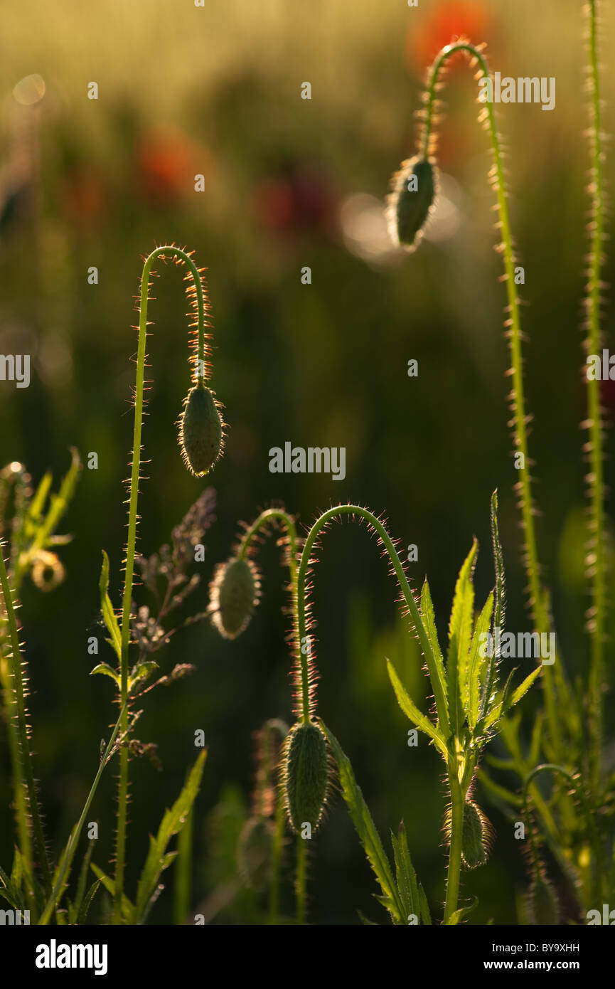 Poppy flowers buds close-up. Green thin stems in sunset light on blurred green background Stock Photo