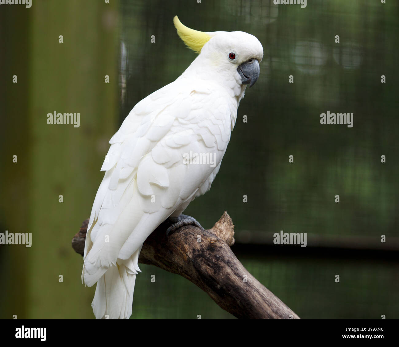Cockatoo at KL Bird Park in Malaysia Stock Photo Alamy