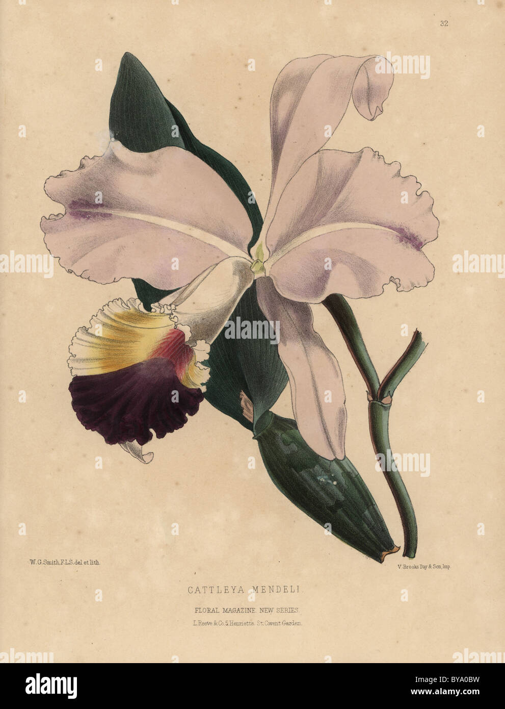 Pink and purple cattleya orchid, Cattleya mendeli. Stock Photo