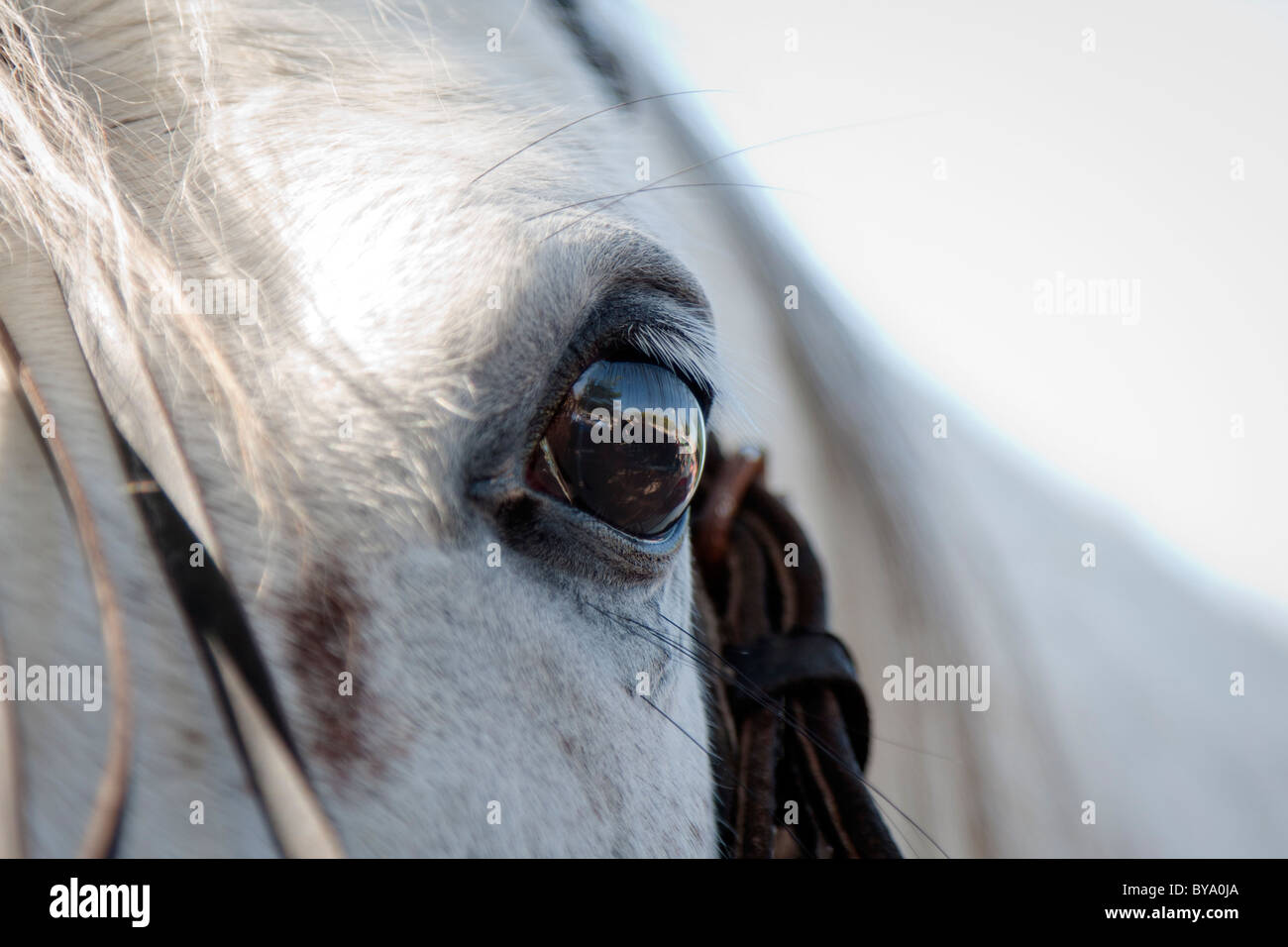 Close up of a horses eye Stock Photo Alamy