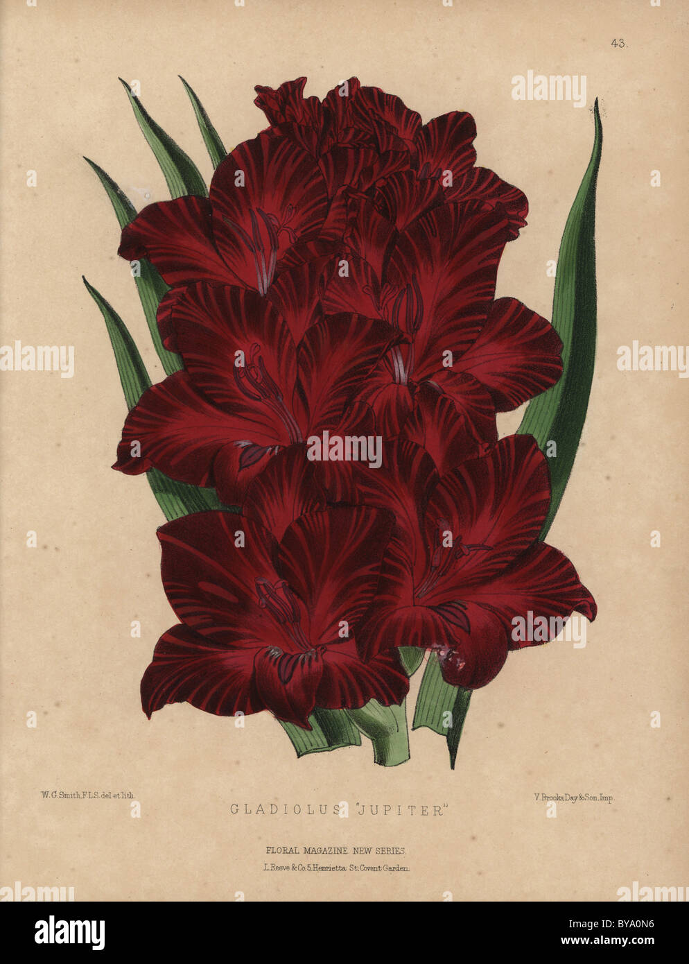Crimson gladiolus 'Jupiter' Stock Photo