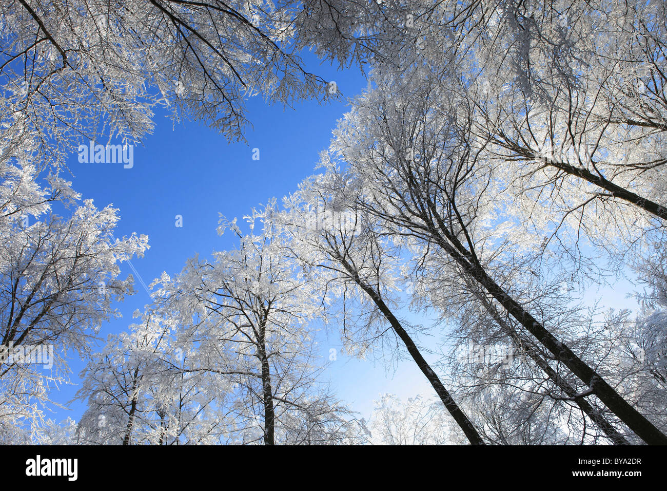 Snow covered trees in winter from below Stock Photo