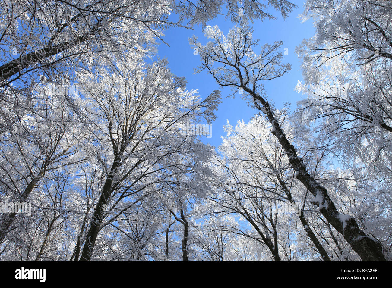 Snow covered trees in winter from below Stock Photo - Alamy