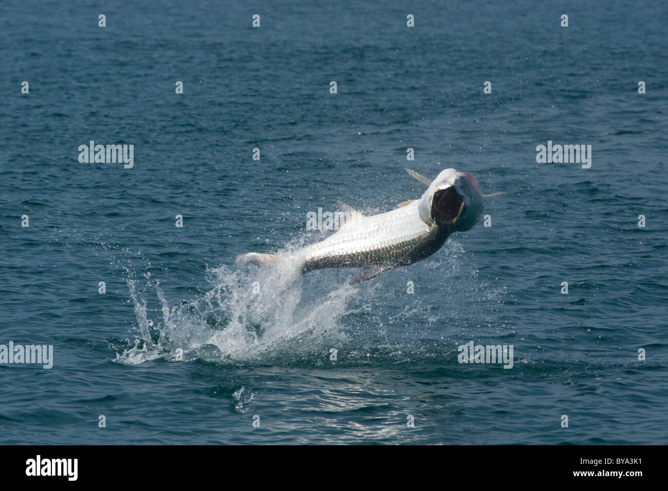 Atlantic tarpon jump Stock Photo