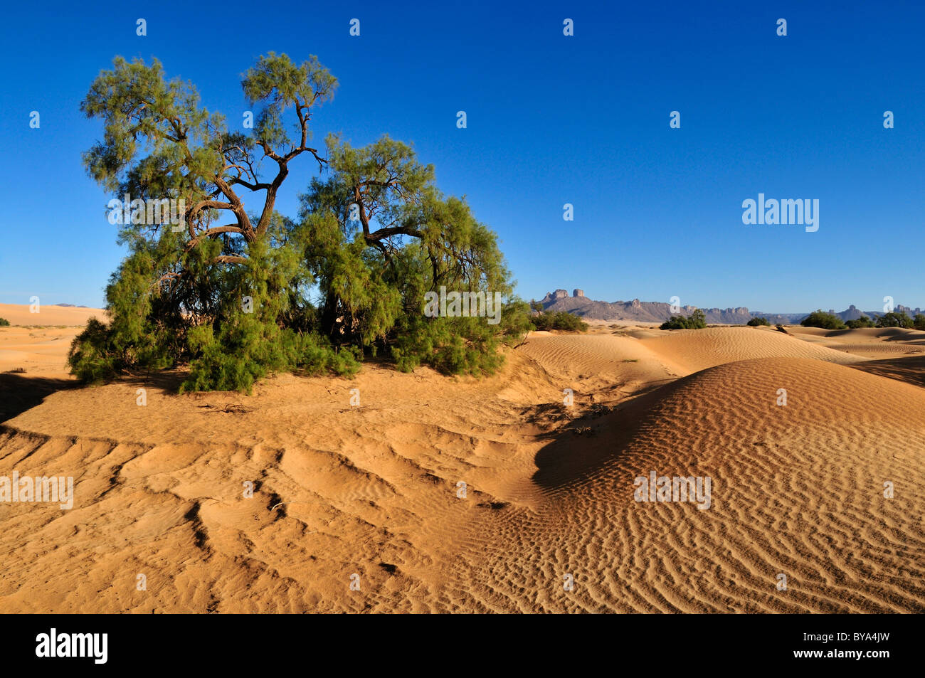 Tamarisk tree (Tamarix) growing on a sand dune of Erg Admer, Wilaya Illizi, Algeria, Sahara, North Africa, Africa Stock Photo