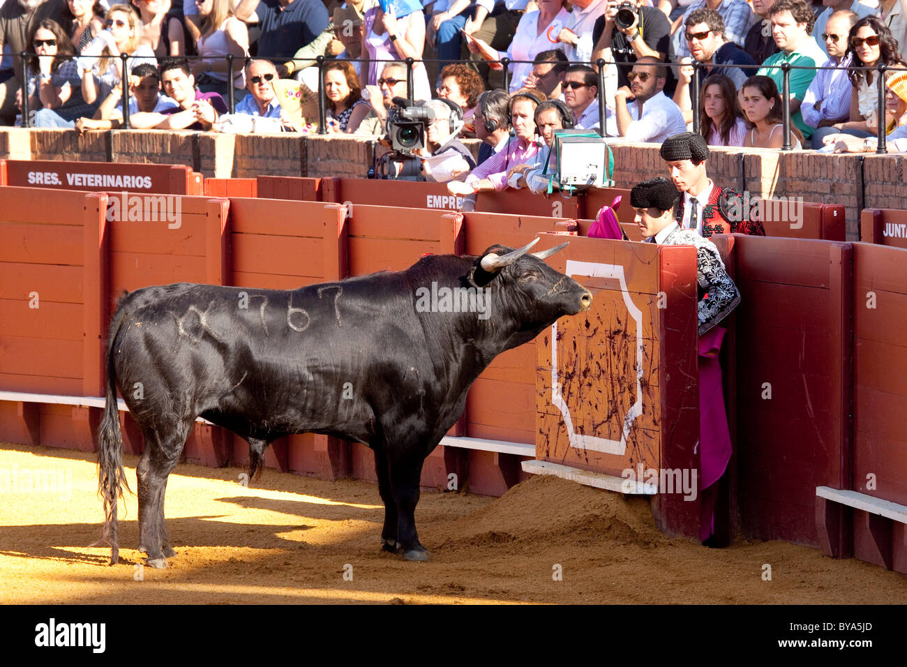 Bull, Plaza de Toros de la Maestranza bull ring, Seville, Andalusia, Spain, Europe Stock Photo