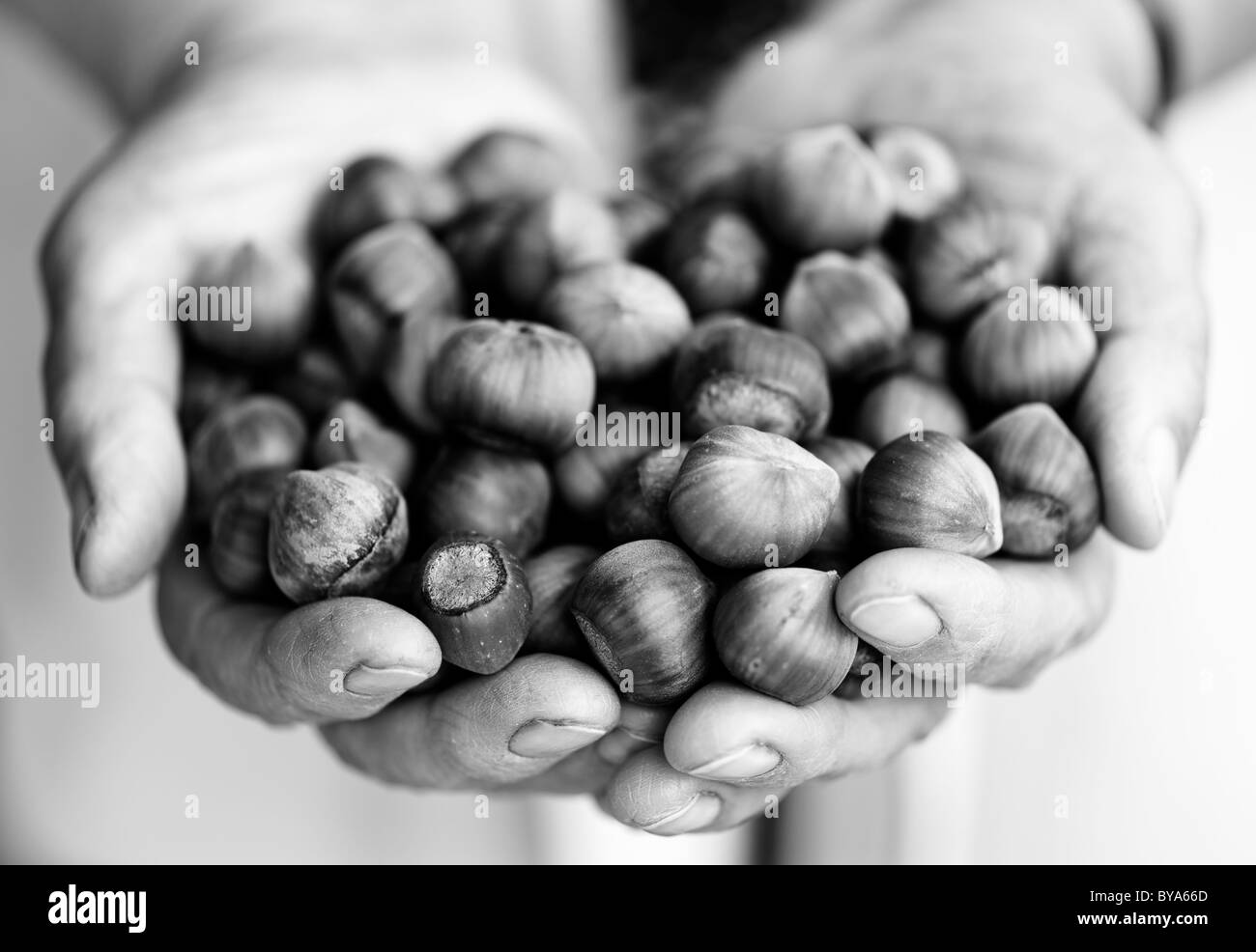 Hazelnuts handful in elderly village woman hands. Black and white monochrome. Stock Photo