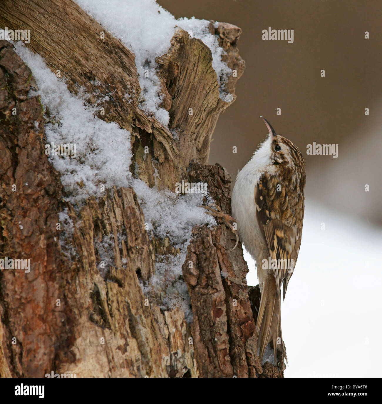 Eurasian Treecreeper (Certhia familiaris) Stock Photo